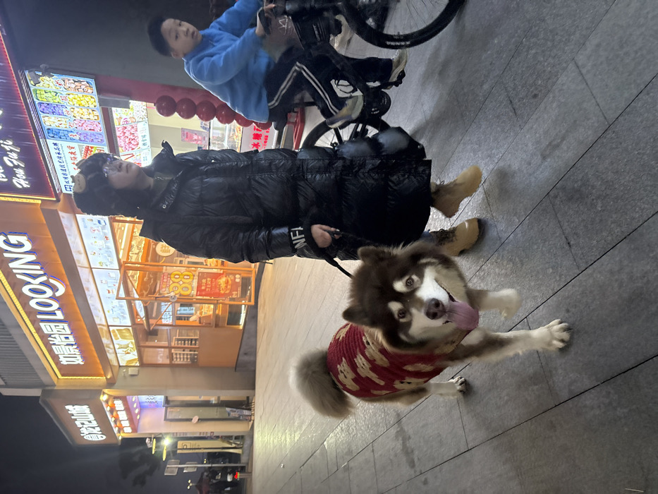 The image depicts a nighttime street scene in Jiangjin, China. In the foreground, a brown and white fluffy dog, resembling an Alaskan Malamute, is visible with its tongue extended, facing the camera. It wears a red knitted sweater patterned with tan bears. The dog is on a leash, held by an adult individual walking immediately behind it. This individual wears a long black puffer coat with "NFI" visible on the left sleeve, light brown boots, and a dark fur-lined hat. To the right of the adult, a young boy is riding a bicycle, blurred due to motion. He is dressed in a blue hooded sweatshirt and dark pants. The subjects are positioned on a grey tiled sidewalk. In the background, several brightly illuminated commercial storefronts are visible. From left to right, these include a store with a white sign displaying Chinese characters "龙记山城" (Long Ji Shan Cheng), a larger store labeled "如景怡园 LOOKING" showcasing bakery items, and a third store displaying colorful confections under a sign that reads "Hou Fuji" with additional Chinese characters. Red spherical decorations are visible below the display window of the "Hou Fuji" store. Artificial light from the storefronts illuminates the scene against the dark night sky.