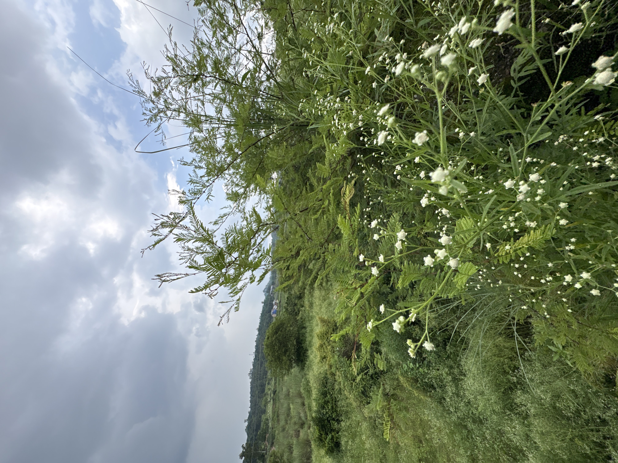 The image depicts a lush, green landscape under a cloudy sky. In the foreground, a cluster of delicate white wildflowers blooms on slender stems, their fluffy centers catching the light. Behind them, a larger, feathery green shrub dominates the right side of the frame, its fronds creating a dense canopy. To the left and in the background, rolling hills covered in thick vegetation stretch into the distance, interspersed with patches of taller grasses. A few scattered trees are visible on the slopes, and in the far distance, a small cluster of buildings with blue roofs can be seen. The overall impression is one of a natural, verdant environment, possibly on the outskirts of a rural area.