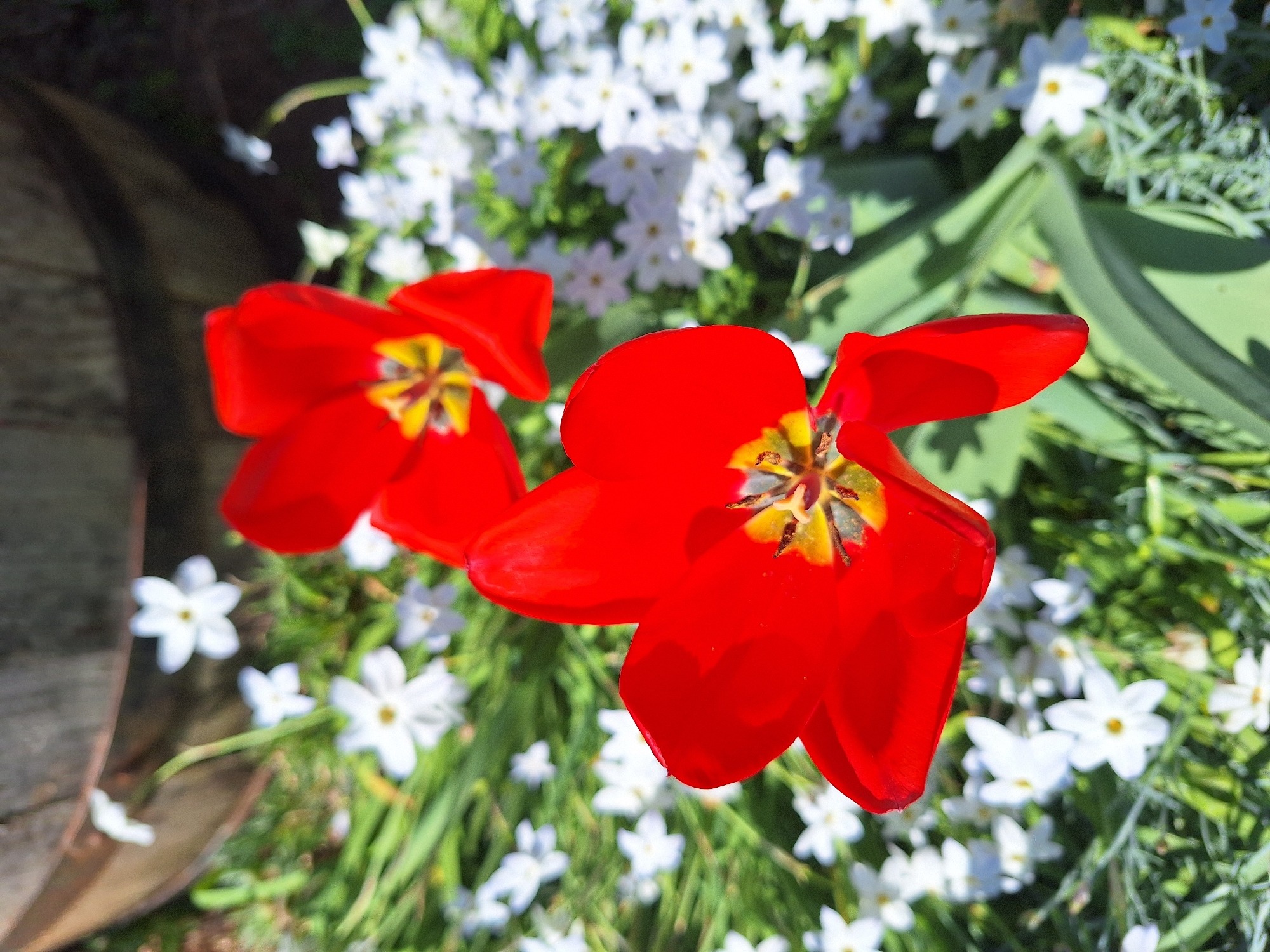 The image presents a close-up view of a garden setting. Two bright red tulip flowers, centrally positioned, dominate the foreground. Their petals are fully opened, revealing a yellow and dark center. The background features numerous small white flowers, interspersed with green foliage, suggesting a dense flower bed. To the left, a portion of a weathered wooden structure, possibly a barrel or planter, is visible. The scene appears to be captured in natural daylight. The image lacks specific information or recognizable landmarks to definitively place it within the city of Montana, Bulgaria. The only information is the garden scene with the tulips and small white flowers.