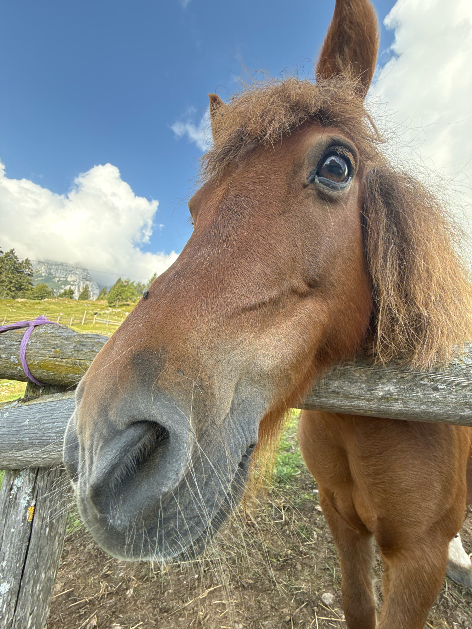 The image is a close-up, low-angle shot of a brown horse's head and neck, positioned behind a weathered wooden fence. The horse's face, with its prominent snout and large eye, fills most of the frame. A small fly is visible on the horse's cheek. The background shows a grassy slope with trees and mountains in the distance under a partly cloudy blue sky. The wooden fence is made of rough-hewn logs, with one section wrapped in purple rope. The ground in the foreground is covered in dry grass and dirt. The scene appears to be outdoors in a rural or mountainous area. The location is specified as the city of Molveno, Italy.
