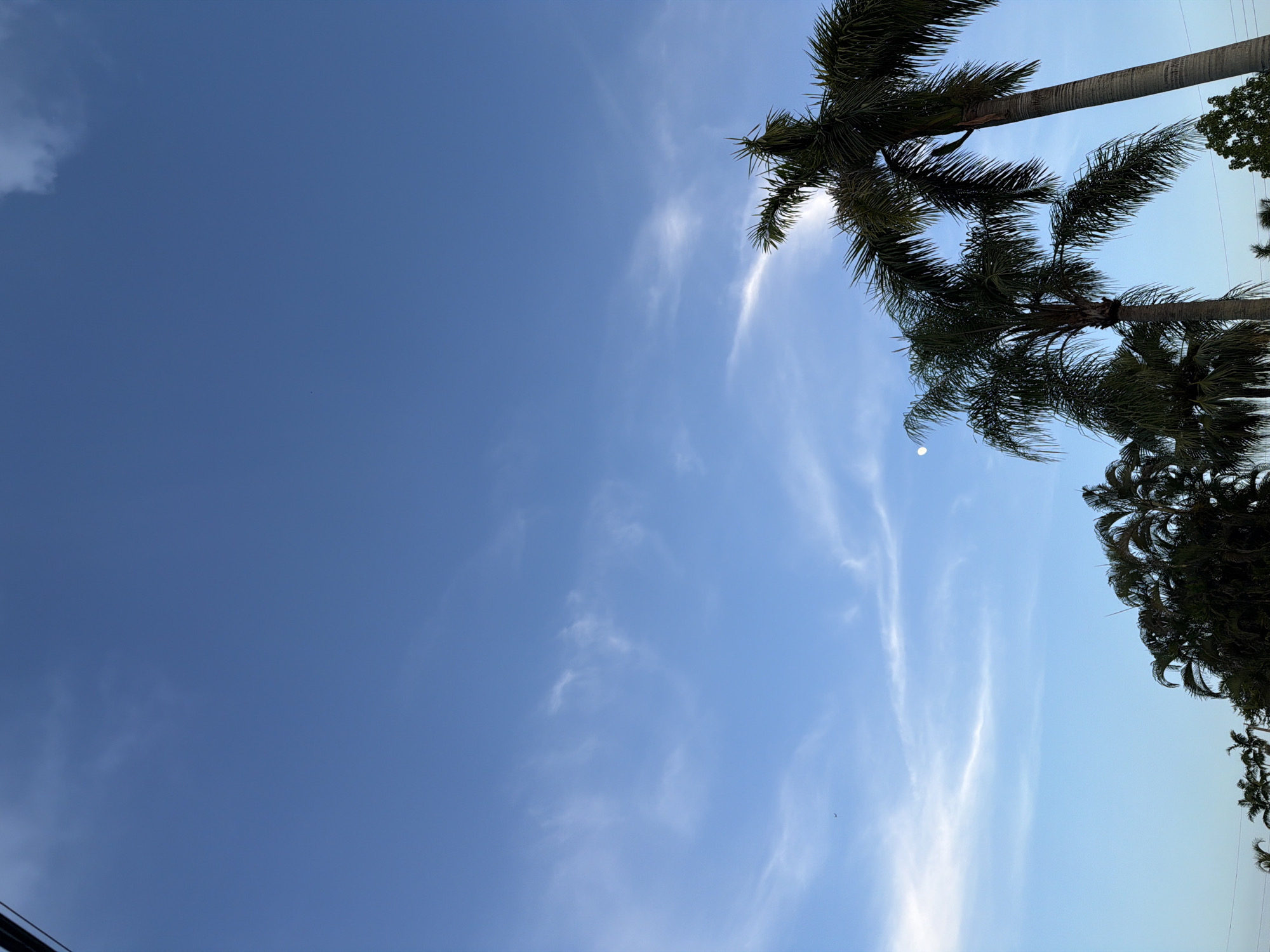The image shows a view of the sky from Miami, United States of America, at an angle looking upwards. Two tall palm trees are prominently featured in the foreground, their fronds silhouetted against the blue sky. One palm tree is on the right side of the frame, its trunk thick and textured, and its fronds spread out. Another palm tree is to its left, slightly shorter and with denser foliage. In the background, a few smaller trees and possibly some wires are visible along the bottom edge of the frame, suggesting an urban or suburban setting. The sky is a clear, bright blue with scattered wispy white clouds. A small, pale orb, likely the moon, is visible in the upper left portion of the frame. There are no people or animals visible in the image. The overall impression is one of a tropical sky scene.