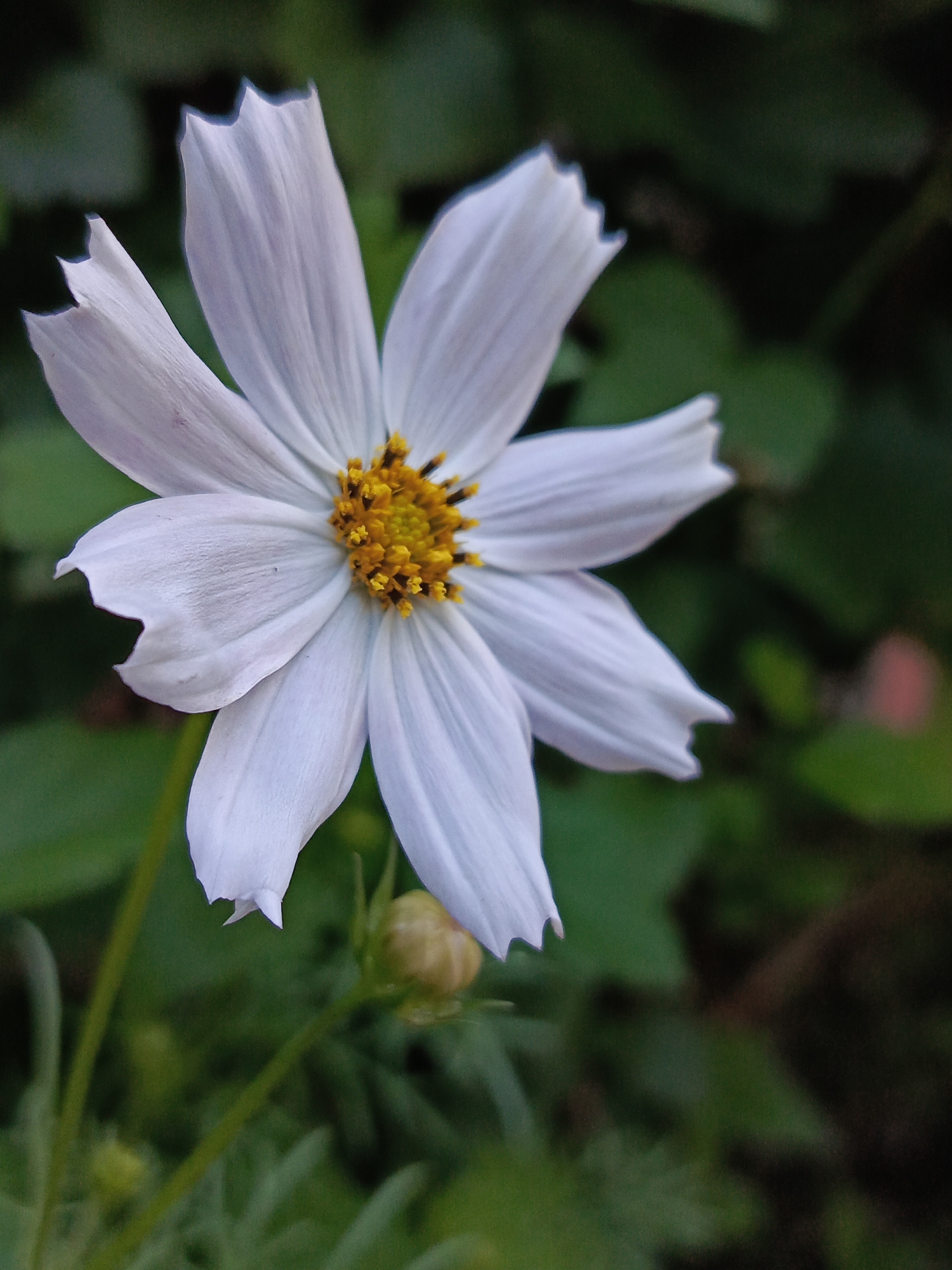 A close-up, macro photograph captures a single white cosmos flower with a yellow center, set against a blurred green background. The flower's petals have serrated edges. A small, closed bud is visible in the lower right portion of the frame. The image does not contain any people or specific city landmarks, making it impossible to determine its location within Chaikovsky, Russia.