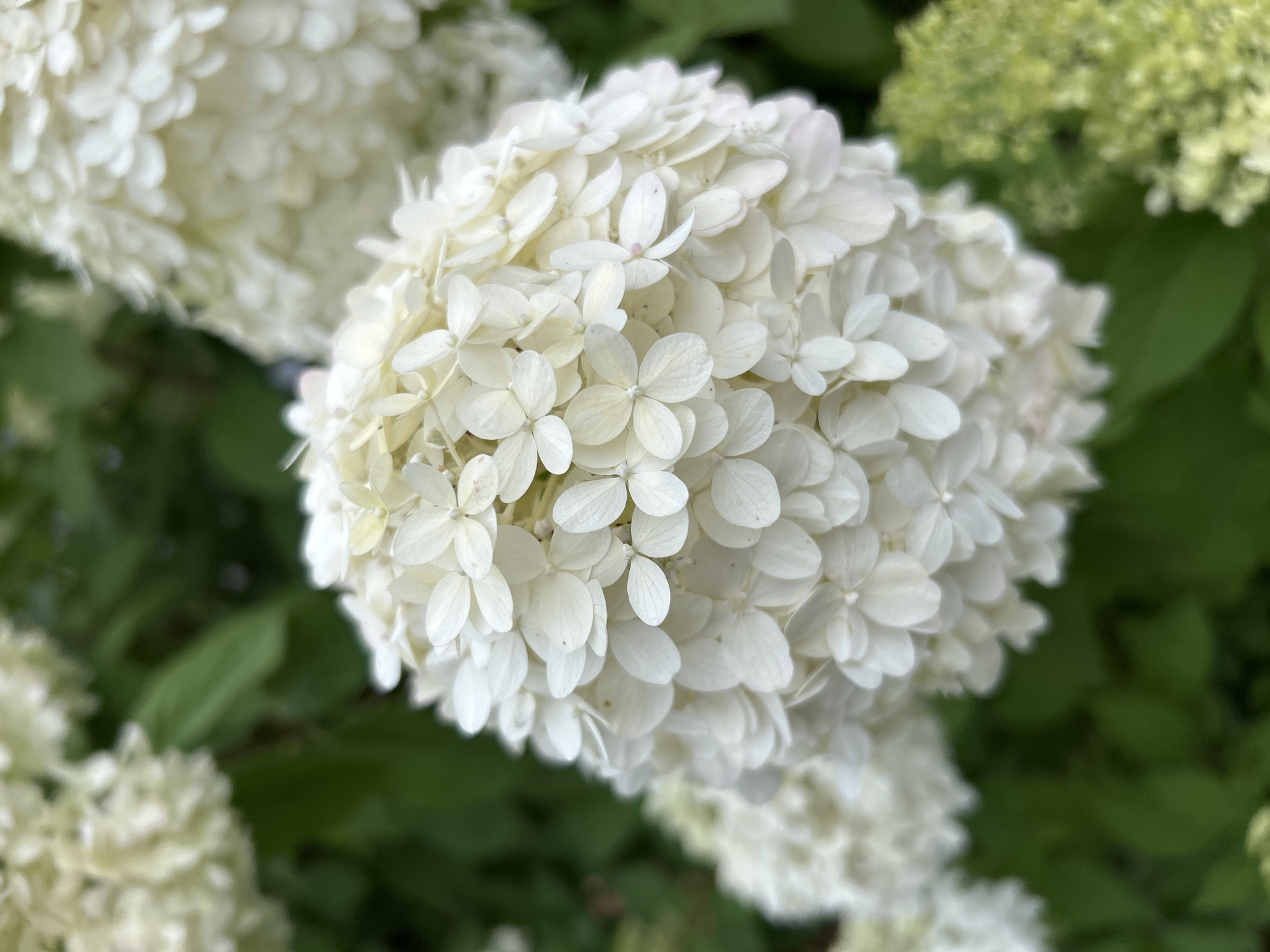 A close-up, low-angle shot captures a large, round white hydrangea bloom. The bloom is densely packed with numerous small, white petals, many of which are four-lobed. The petals have a delicate, slightly ruffled texture. The hydrangea is in full bloom, and its spherical shape fills the majority of the frame. In the background, other white hydrangea blooms and dark green foliage are visible, slightly out of focus. To the right of the main bloom, a smaller cluster of pale green flower buds can be seen. The overall lighting suggests it is daytime, possibly with diffused sunlight. This image was taken in Moscow, Russia, in a park setting, likely during the summer months when hydrangeas are in season.