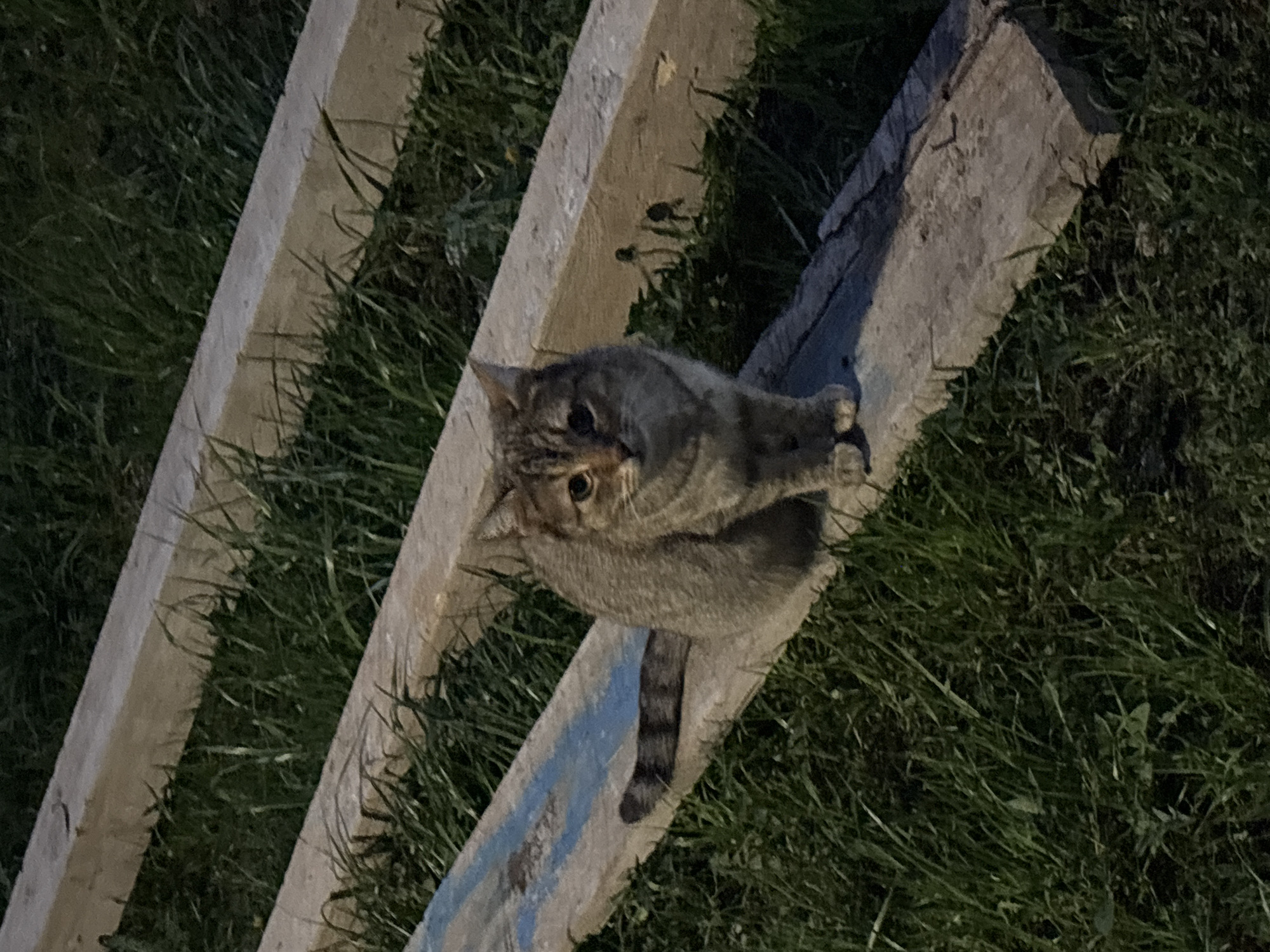 A tabby cat sits on a weathered concrete structure in an outdoor environment, possibly a yard or garden. The structure, consisting of at least three parallel elements, shows signs of wear and discoloration. The cat is looking upwards toward the camera with its head slightly tilted. Green grass surrounds the concrete elements. The location is indicated as Zlatitsa, Bulgaria.