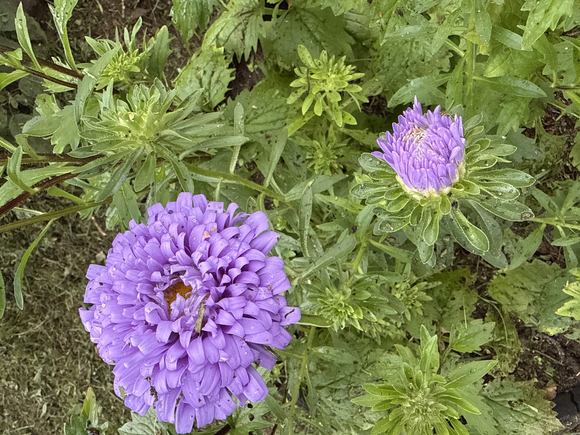 In Irinovka, Russia, a close-up shot captures a vibrant purple aster bloom, its petals delicately adorned with water droplets. A small green insect rests on the upper petals of the larger flower. Surrounding the blooming aster are several unopened green buds, their layered leaves hinting at future blossoms. The background consists of lush green foliage, interspersed with patches of dark soil and scattered dry grass clippings, suggesting a garden setting. The lighting is overcast, creating a soft, diffused illumination across the scene.