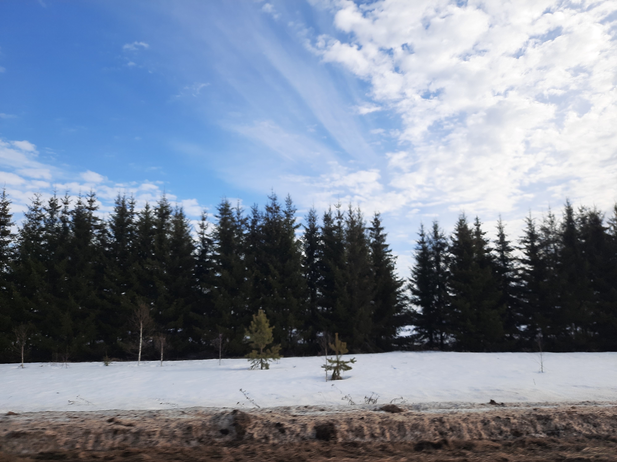 The image depicts a winter scene in Krasnogorskoye, Russia. A line of evergreen trees stands at the edge of a snow-covered field. The sky is blue with scattered white clouds. In the foreground, a strip of brown, possibly frozen, ground is visible. There are a few small, young trees standing in the snow-covered field. The scene is devoid of people.