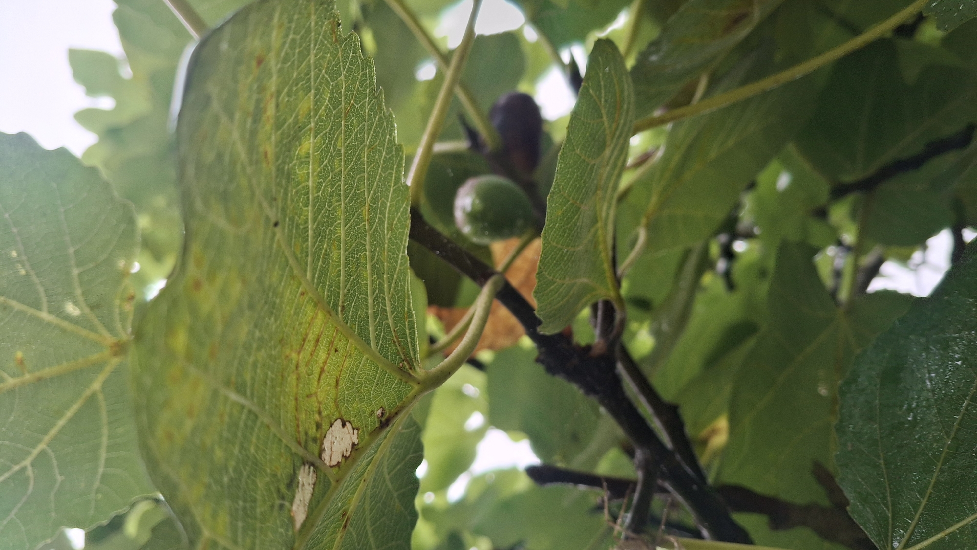 This image provides a close-up, low-angle view of fig fruits and leaves from beneath a tree canopy. The foreground is dominated by large, green fig leaves, some with visible veins and a slightly yellowed or mottled appearance. In the mid-ground, a cluster of small, green fig fruits and some darker, possibly ripening figs are visible amidst branches and more leaves. The background is a blur of green foliage and bright sky. The scene appears to be outdoors, likely in a garden or natural setting. Based on the provided context, this scene is located in Shekvetili, Georgia.