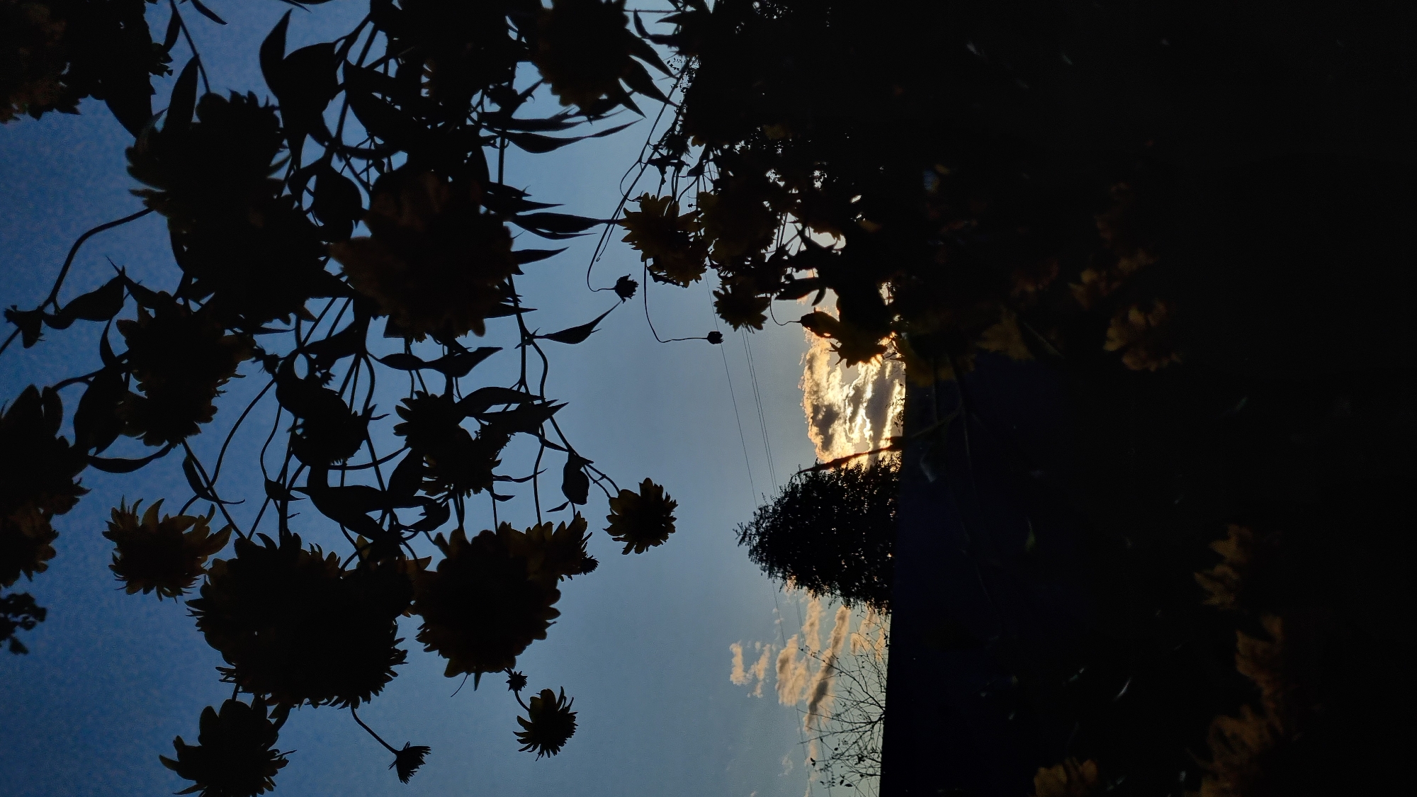 A silhouette of flowering plants against a twilight sky in the city of Vysokoe, Russia. The plants, featuring large, daisy-like blooms, are dark against the gradient of blue sky and lighter clouds. In the middle ground, the dark silhouette of a evergreen tree stands out, with a faint horizontal line, possibly power lines, running across the sky. Below the tree, a dark, sloped line suggests the roof of a building. The overall scene is dimly lit, with the setting sun partially illuminating some of the clouds from behind.