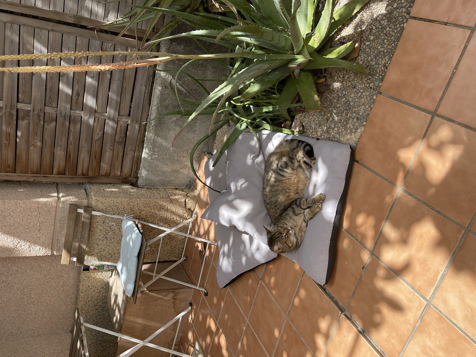 A cat is lying on a gray pillow on a terracotta-tiled patio. The pillow is next to an aloe plant and a small white chair. The location is in Jerez De La Frontera, Spain. The patio is bordered by a concrete wall and a wooden fence. Sunlight casts shadows across the patio.
