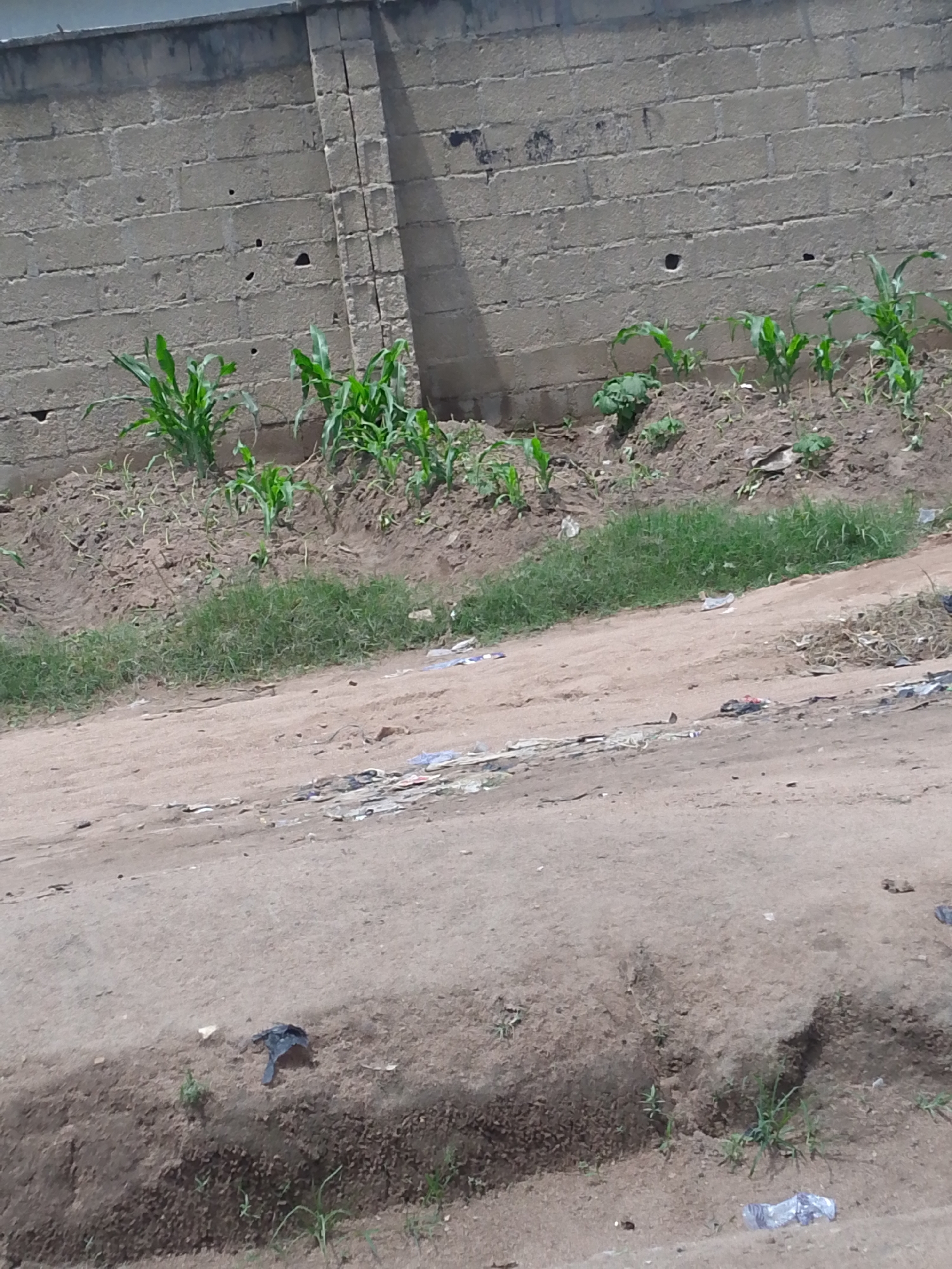 A dirt road runs horizontally across the lower portion of the image. To the left and right of the road, the ground is uneven and appears to be a ditch or embankment. The embankment on the right is filled with dry brush and debris. Scattered on the road and embankment are pieces of white and blue plastic trash. The upper portion of the image shows a light-colored, rough brick wall that spans the width of the image. The wall has several dark, irregular holes. In front of the wall, on a raised mound of dirt, are several young green corn stalks. Patches of green grass are visible in front of the corn stalks and on the embankment. The lighting suggests it is daytime, with a shadow cast from the right side of the image onto the brick wall. The overall scene depicts an outdoor environment with evidence of agricultural growth alongside urban detritus.
