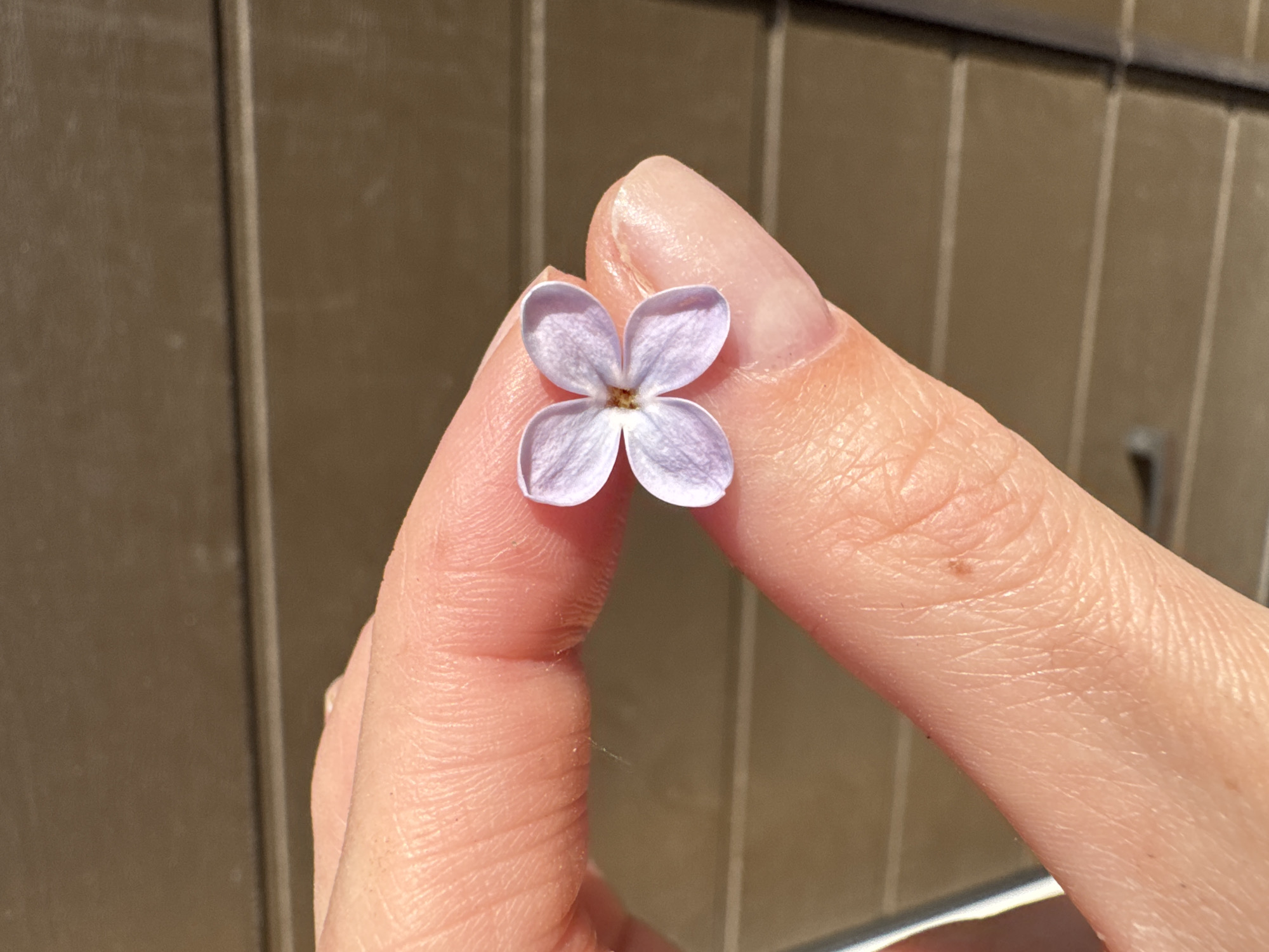 A single, small, four-petaled, lavender flower rests on a Caucasian person's fingertips, held in a triangular shape against a blurred background. The background features a brown, vertical-paneled surface and part of a handle. The skin on the fingers is light-toned and shows fine lines and wrinkles. The location and city are not discernible from the image.