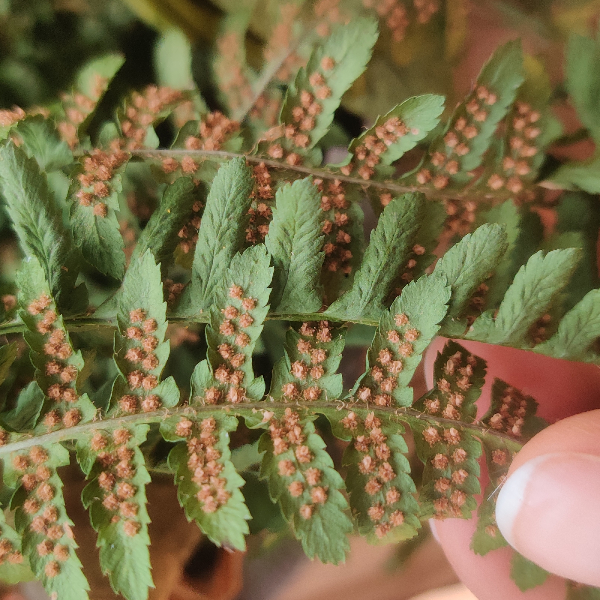 The image shows a close-up view of the underside of a fern frond, covered in numerous small, brown, circular structures. These structures, known as sporangia, are reproductive organs of the fern and contain spores. The frond is a vibrant green, with serrated edges on its leaflets. A human thumb and forefinger are visible in the lower left corner, gently holding the frond. The background is softly blurred, suggesting a natural outdoor environment. The lighting appears to be natural daylight. The image was taken in Bazhukovo, Russia.