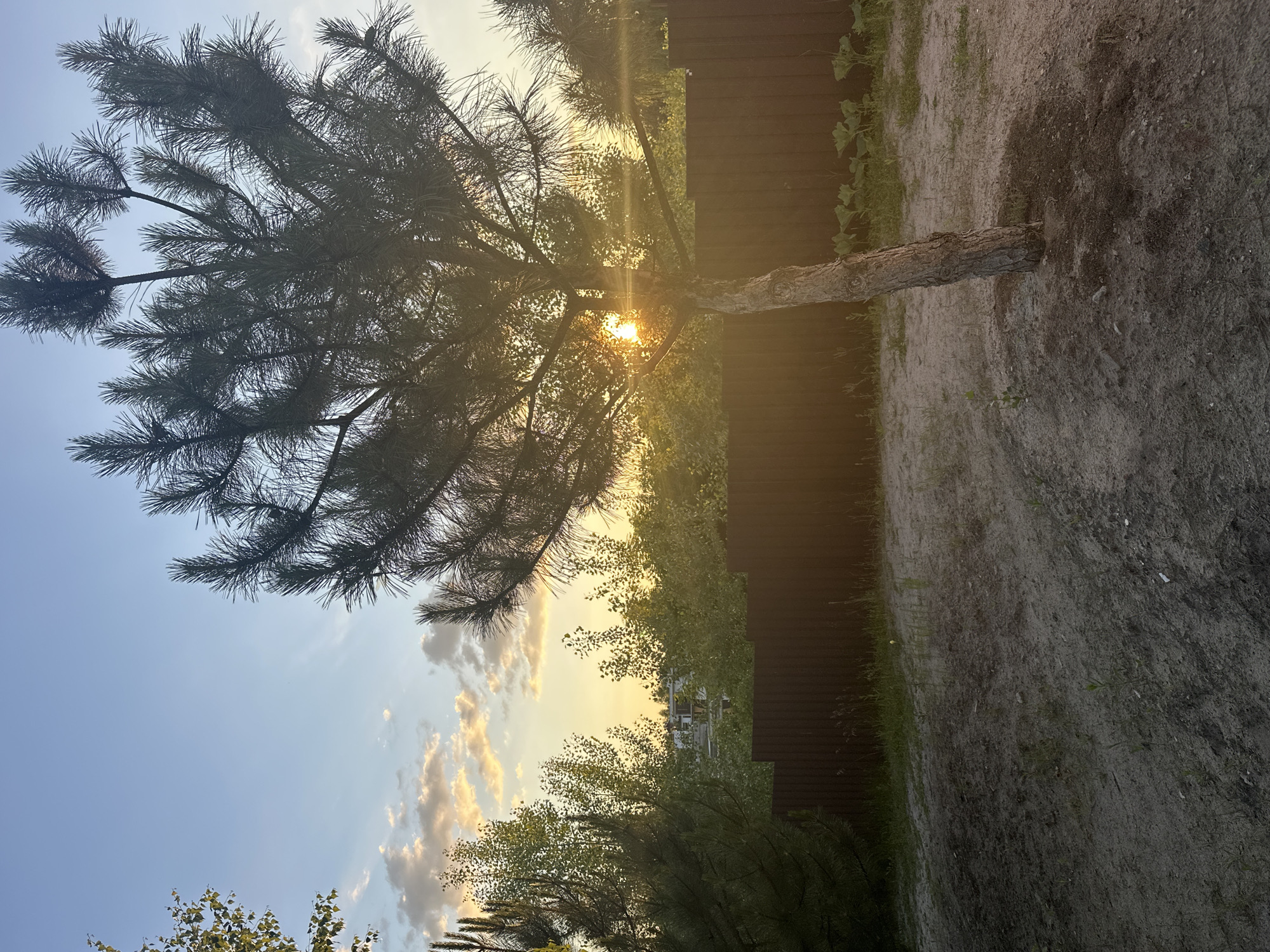 An outdoor, full-shot, eye-level, vertical photograph shows a pine tree in the foreground, silhouetted against a setting sun. The sun is partially obscured by the tree's branches, casting a warm glow and lens flare across the image. The tree is situated in a sandy, somewhat barren yard with scattered grass and small plants. Behind the tree, a dark brown wooden fence stretches horizontally across the frame. Beyond the fence, a line of green trees and foliage is visible, with some buildings peeking through the leaves in the distance. The sky above transitions from a light blue at the top to a warmer, golden hue near the horizon, with soft, scattered clouds illuminated by the setting sun. The overall lighting suggests it is late afternoon or early evening.