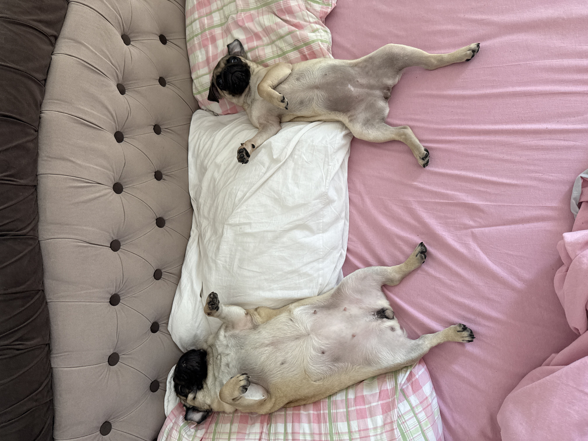 Two pugs are lying on their backs on a pink bedspread with a tufted headboard. The pug on the left is larger, with its belly facing up, and its paws are outstretched. The pug on the right is smaller, also on its back with its belly up, and its paws are crossed over its chest. A white pillow is positioned between the two dogs, and a pink and green plaid pillow is partially visible on the left side of the frame. The headboard is upholstered in a light beige fabric with dark buttons creating a diamond pattern. The overall scene appears to be an indoor domestic setting.