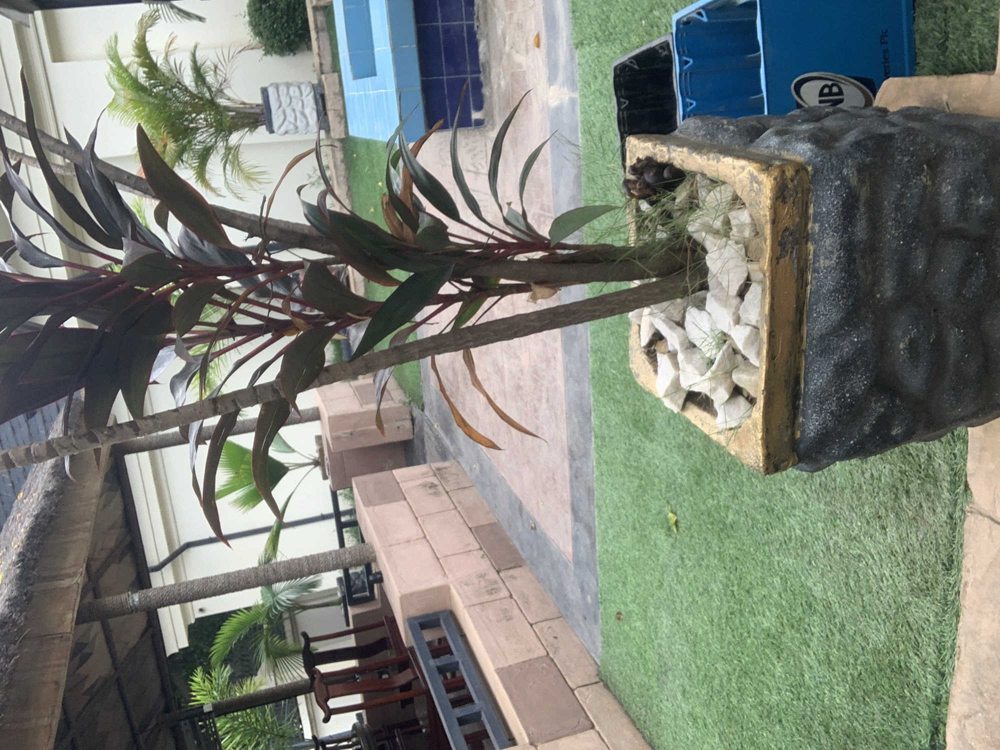 An exterior shot captures a potted plant with dark red leaves, centrally positioned in a textured, dark gray planter with a gold rim. The planter is situated on a wooden surface, partially obscuring a blue crate with "NB" visible on its side. Behind the planter, artificial green grass covers the ground, leading to a tiled pathway and a structure with a thatched roof supported by wooden poles. Further back, a light-colored wall and a swimming pool with blue tiles are visible. The overall scene suggests an outdoor recreational area in Abuja, Nigeria, likely a garden or patio setting.