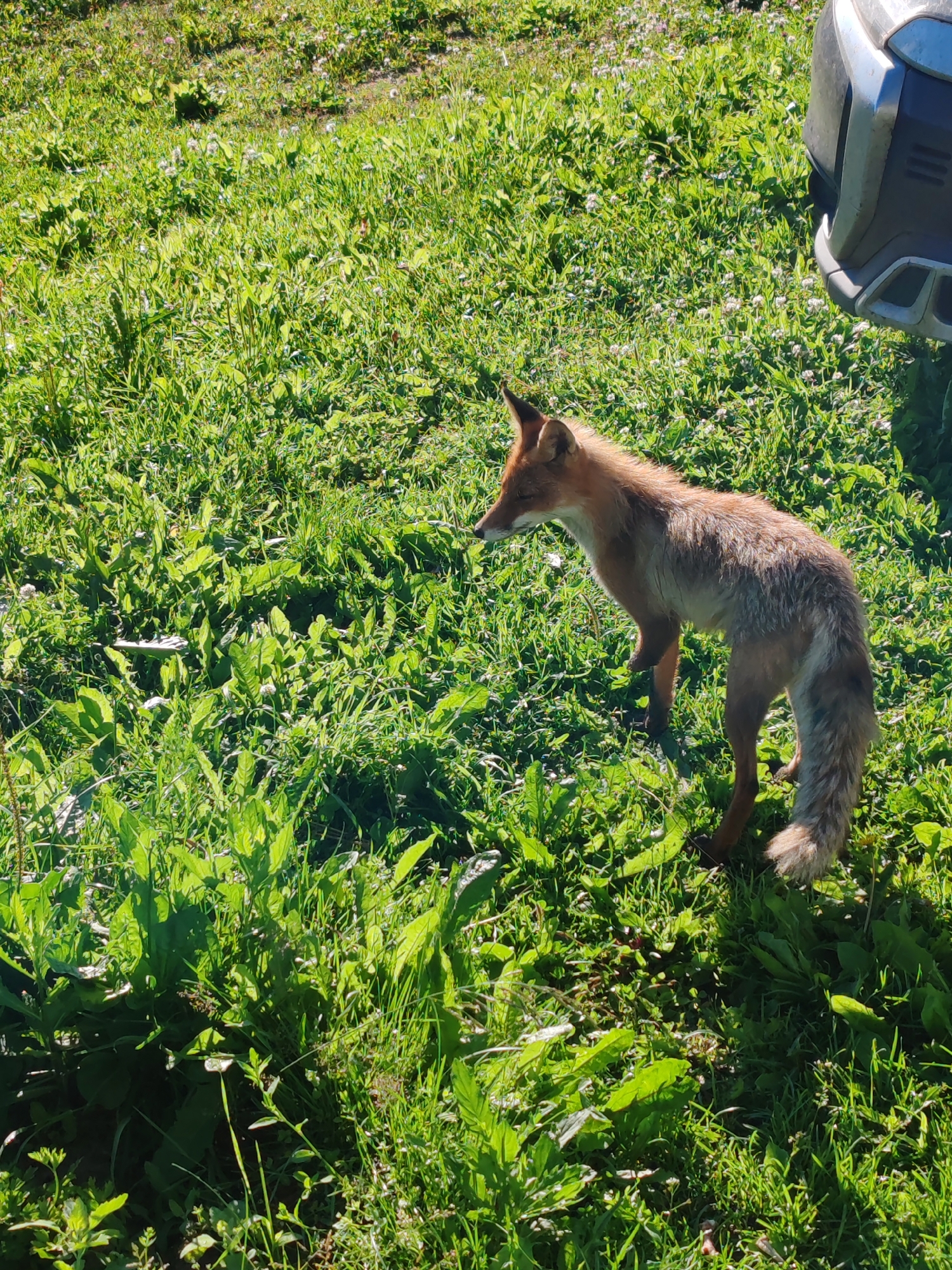 A fox stands in a grassy area, with a portion of a silver and black outdoor appliance visible in the upper right corner. The fox is primarily reddish-brown with white and grey markings on its fur, and it has pointed ears and a bushy tail. The grass is green and interspersed with small white and purple flowers, suggesting a natural or park-like setting. The lighting indicates it is daytime with sunlight casting shadows. The overall scene appears to be in an outdoor environment, potentially a backyard or a nature area within the city of Chukhloma, Russia.