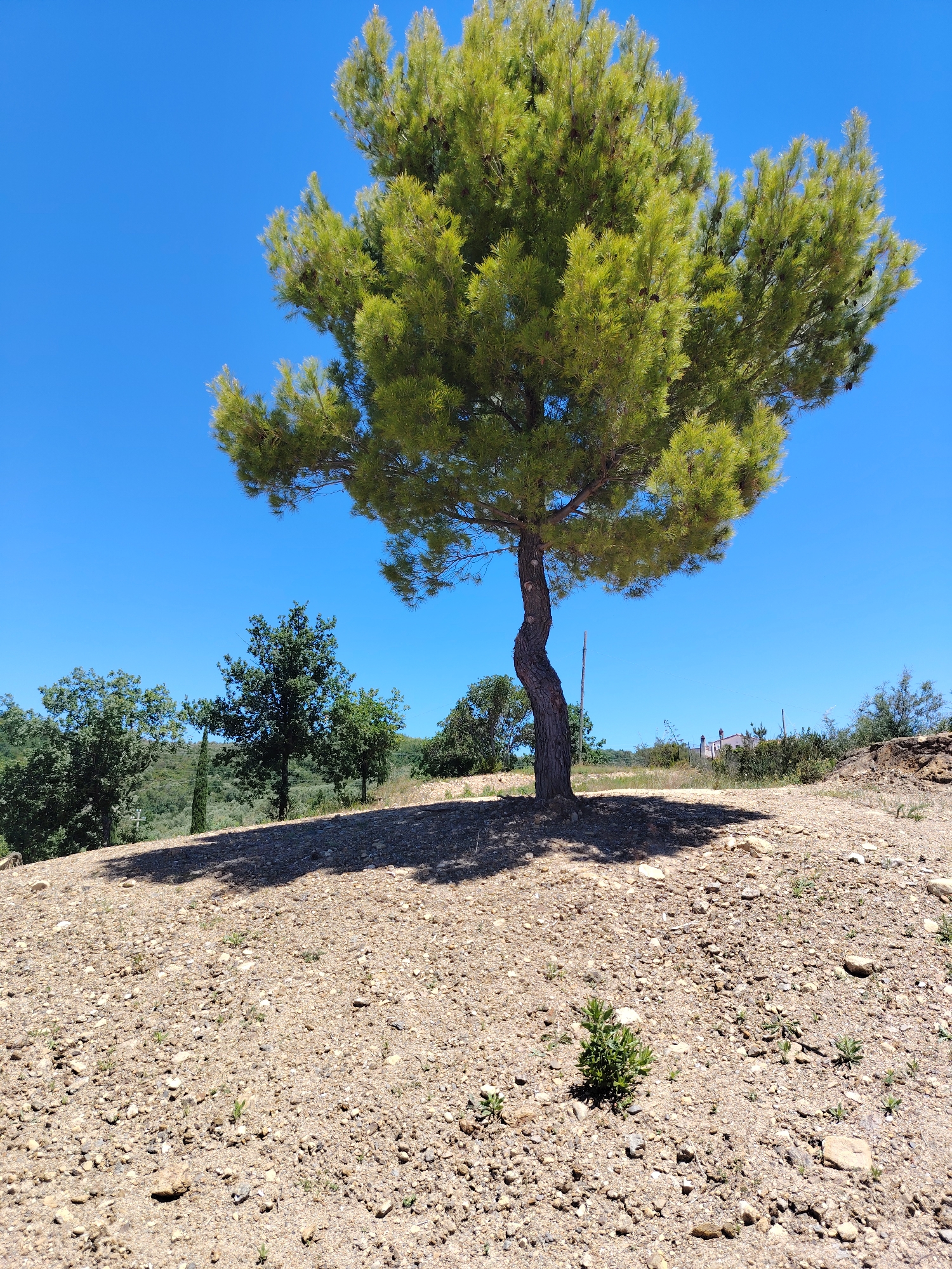 The scene depicts a solitary pine tree in Ceraso, Italy, positioned on a gravelly, sun-drenched slope. The tree has a curved trunk and a dense, round canopy of green needles. Its shadow is cast on the ground directly beneath it. In the background, there are other trees and some vegetation, suggesting a rural or semi-rural setting. The sky is a clear, bright blue. There are no people or other apparent animals. The location is sparsely vegetated, with rocks and small plants scattered across the ground. A faint building or structure is seen in the distance.