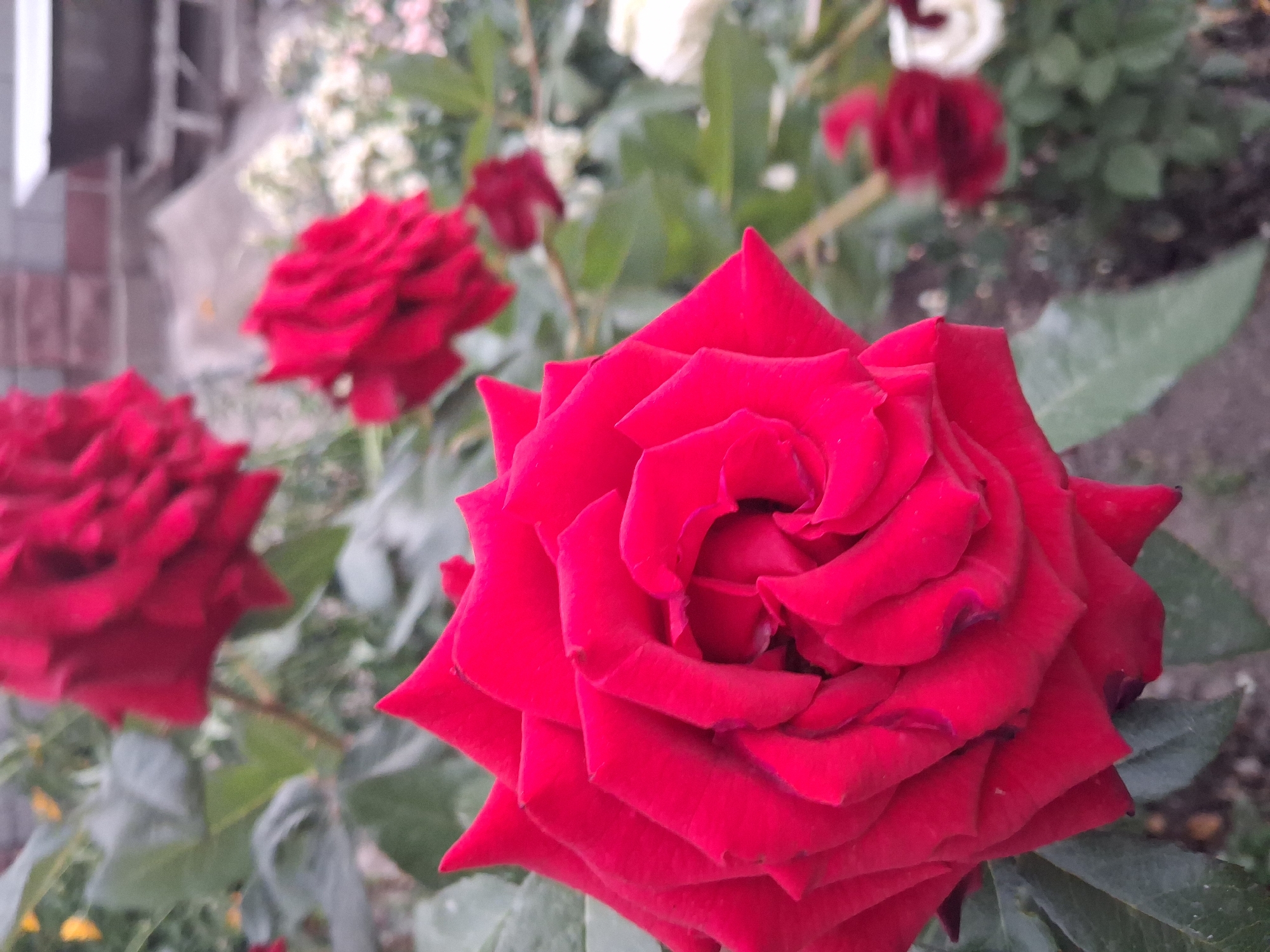 This media file is a close-up photograph of several red roses in bloom. The foreground is dominated by a large, fully opened red rose, showcasing its velvety petals arranged in intricate layers. To the left, another red rose is partially visible, also in full bloom. In the background, out of focus, are more red roses, some appearing to be buds or less fully opened flowers, along with some white flowers and green foliage. The setting appears to be a garden or floral display. The lighting suggests it might be daytime, possibly overcast given the soft, diffused light. There are no people visible, and no text is present in the image. The scene evokes a sense of natural beauty and the vibrant colors of the roses suggest a lush and healthy environment. The location context provided, Гүлдала, Kazakhstan, places the scene in a specific geographical area.