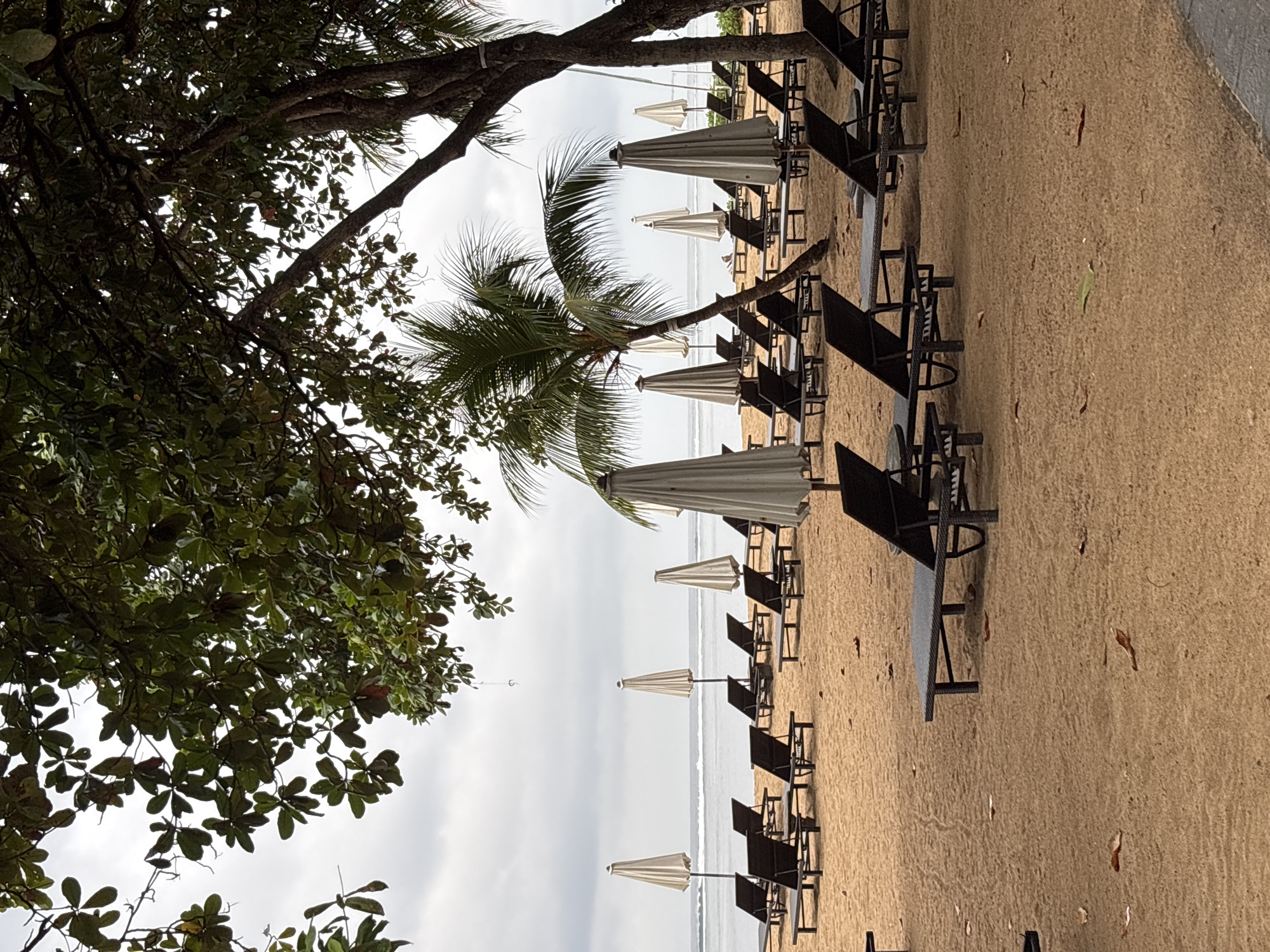 The image depicts a beach scene in Denpasar, Indonesia, under an overcast sky. Rows of empty, dark-colored lounge chairs are arranged on a sandy beach, with closed, light-colored umbrellas spaced between them. The ocean is visible in the background, with gentle waves. Lush green trees with dense foliage are in the foreground, casting shadows on the sand. Some fallen leaves are scattered on the beach. The overall atmosphere is calm and undisturbed, suggesting a quiet moment before or after a busy period.