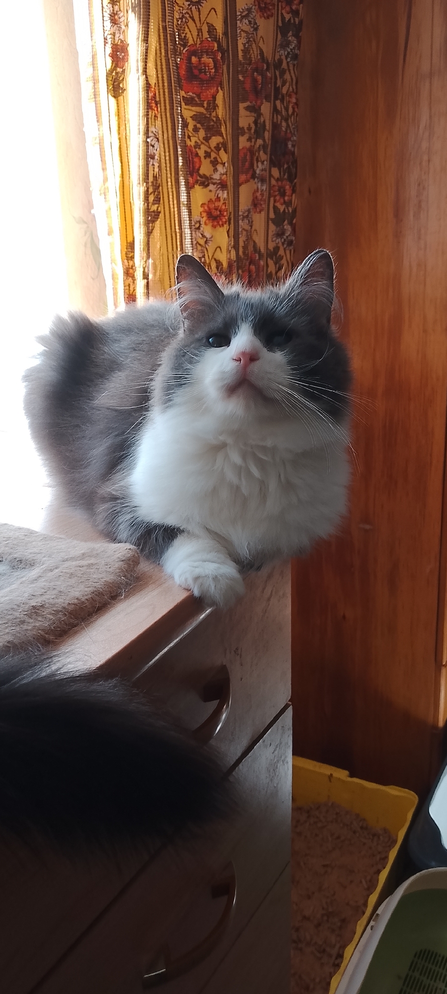 A medium shot captures a fluffy gray and white cat sitting on a wooden surface next to a window with patterned curtains. The cat is positioned centrally, facing slightly upwards, with its body angled to the left. Its left paw is extended forward, resting on the edge of the surface. The cat's fur is thick and appears to be a mix of gray and white, with distinct patches of both colors. Its eyes are partially closed, and its nose is a prominent pink.
The background includes a window with yellow and red floral curtains, allowing sunlight to stream through, creating a bright area to the left. To the right, a wooden surface with a textured grain is visible. Below the cat, on the wooden surface, a furry object, possibly part of a rug or another pet accessory, is partially visible on the left. To the right and slightly behind the cat, a yellow litter box filled with brown granular material is visible, as well as a portion of a green and white litter box. The overall scene suggests an indoor domestic setting. There is no indication of the city of Belgorod, Russia, within the image.