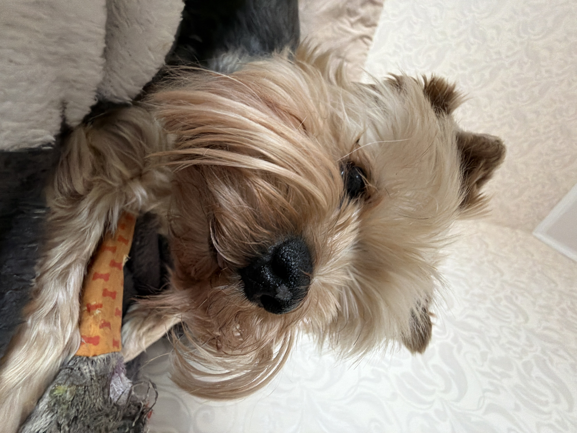 A close-up shot, angled downwards, depicts a Yorkshire Terrier's head and a portion of its body. The dog is lying near a soft, light-colored cushion, and it holds a worn, bone-patterned toy in its paws. The dog's fur is predominantly tan and white, with a black nose and a visible right eye. The background is a light-colored wall with a subtle, swirling pattern. There is no indication of Krasnoyarsk, Russia, in the image.