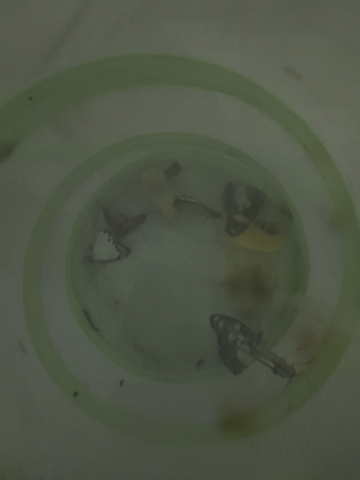 The image shows a close-up, top-down view of a light-colored, shallow container with a green spiral rim. Inside the container, there are several butterflies. Some butterflies appear to be resting or dead, with their wings spread or partially closed. One butterfly on the left has white wings with black markings. Another butterfly in the center has a darker coloration with white spots on its wings. In the upper part of the container, there are yellow and brown colored areas, possibly food sources or other objects. The lighting is dim, and the image has a soft focus, creating a slightly hazy effect. The overall impression is of a contained environment, perhaps a habitat or an observation enclosure for butterflies. The presence of the green spiral suggests a designed element for display or containment. The image does not provide cues about the time of day or weather. There is no visible text in the image.