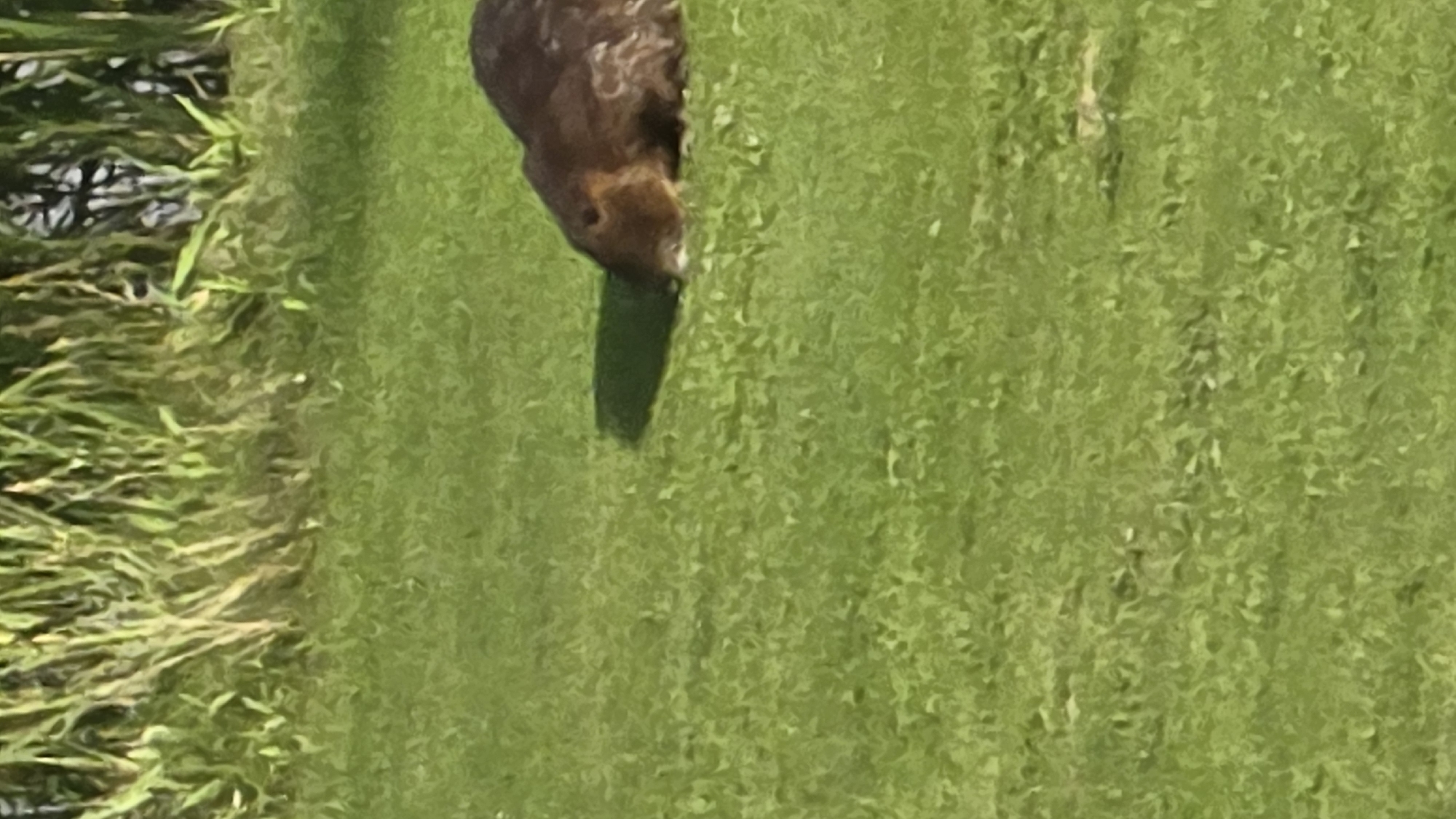 An animal, possibly a beaver or nutria, lies on its side in a patch of bright green grass. Its dark brown fur is visible, and its head is lowered. A dark shadow is cast to its left. In the background, tall, green vegetation with some lighter yellow-green stalks is present. The scene appears to be outdoors in natural light.