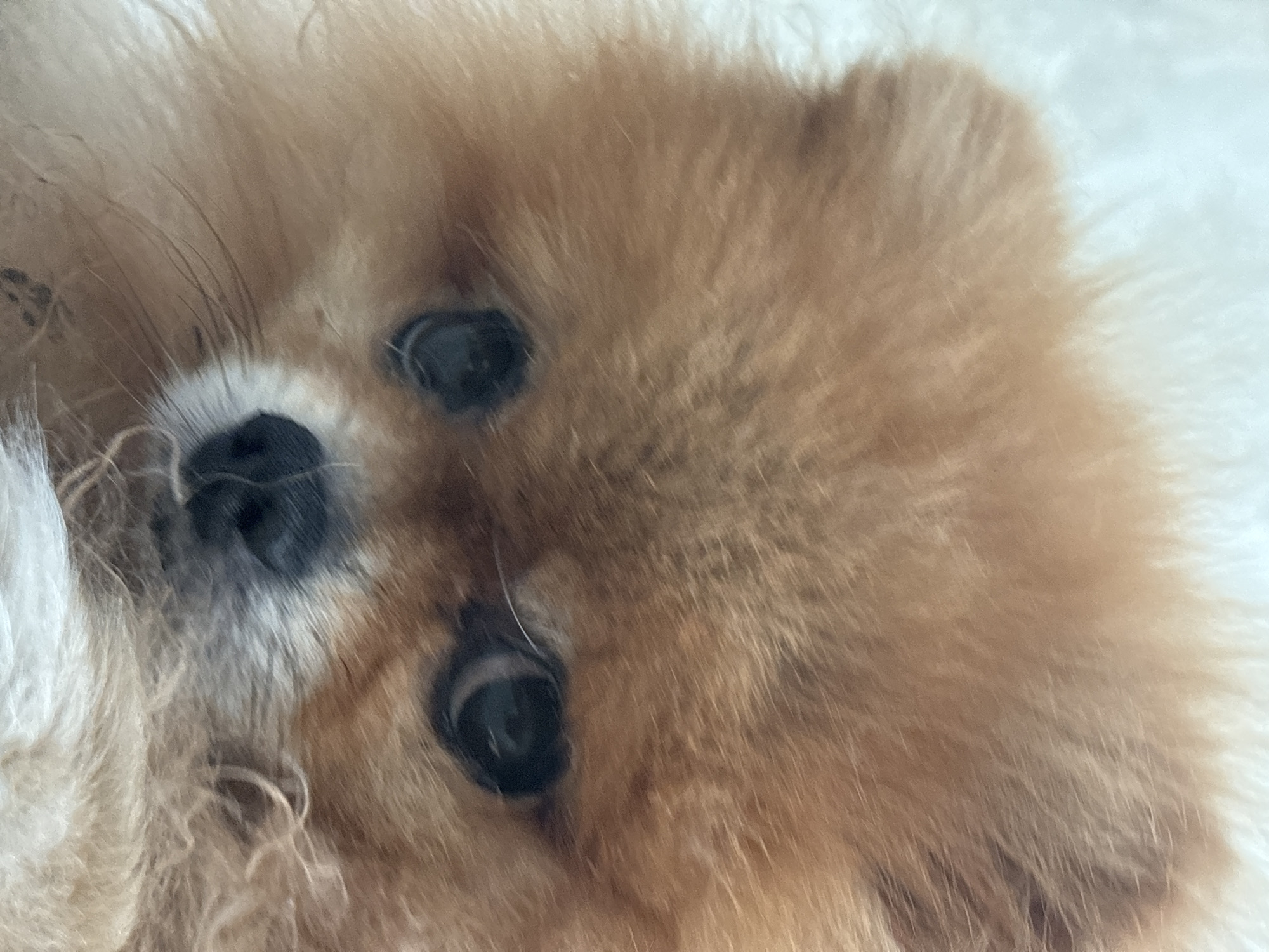 The image is a close-up, high-angle shot of a Pomeranian dog's face. The dog has light brown fur and dark eyes. Its nose is black. The background is out of focus and appears to be a light-colored, textured surface. There are no people or any indication of the city of Chaikovsky, Russia. The image is a portrait of the dog.
