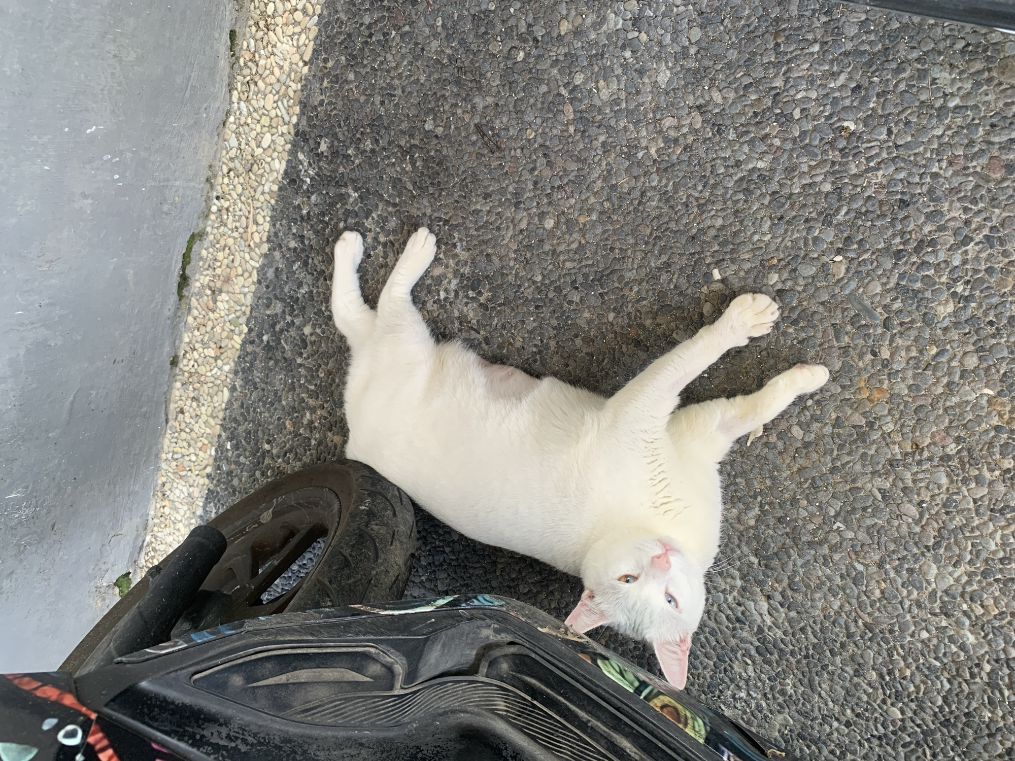 A white cat with heterochromia, one blue eye and one amber eye, is lying on its back on a pebble-covered ground next to a black motorcycle. The scene is outdoors, with a gray wall in the background. The cat appears relaxed, with its legs splayed out. The ground is composed of small, dark gray pebbles, with a strip of lighter-colored pebbles along the base of the wall. The motorcycle is parked to the left of the cat, with its wheel visible. The lighting suggests it is daytime, with shadows cast on the ground. The location is Sukawati, Indonesia.