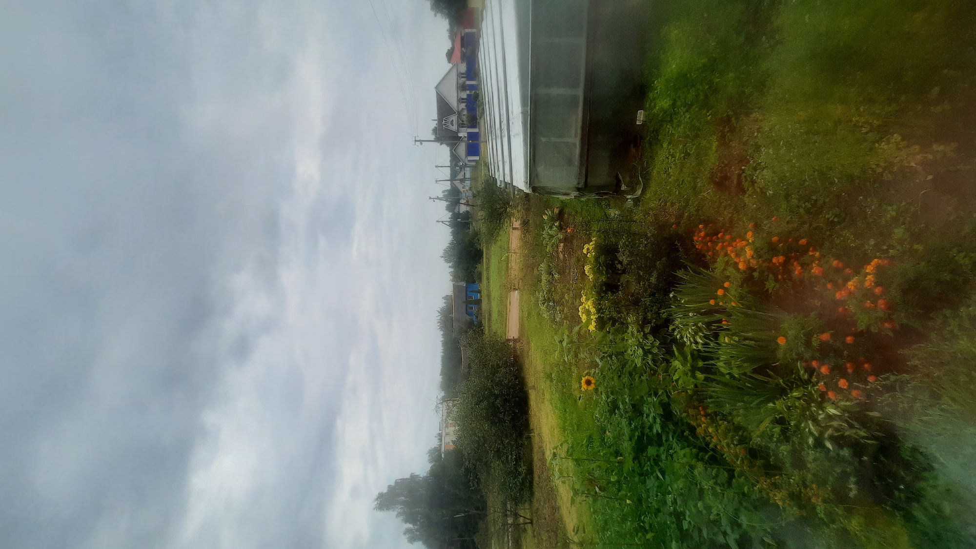 The image depicts an overcast day in a rural or suburban setting, likely in Shklov, Belarus. In the foreground, a lush garden is visible with a variety of green foliage and scattered orange flowers, possibly marigolds, and a single sunflower. To the right, a greenhouse with a translucent, ribbed roof stands partially in frame. Beyond the garden, a dirt road or path winds through a grassy area. In the mid-ground, a cluster of trees and bushes partially obscures several houses. A prominent blue house with a white roof is visible, along with other houses that appear to be of varying sizes and colors, some with white siding and darker roofs. Power lines and poles are also present in the distance. The sky is heavily clouded, suggesting a possibility of rain or an impending storm. No people are visible in the scene.