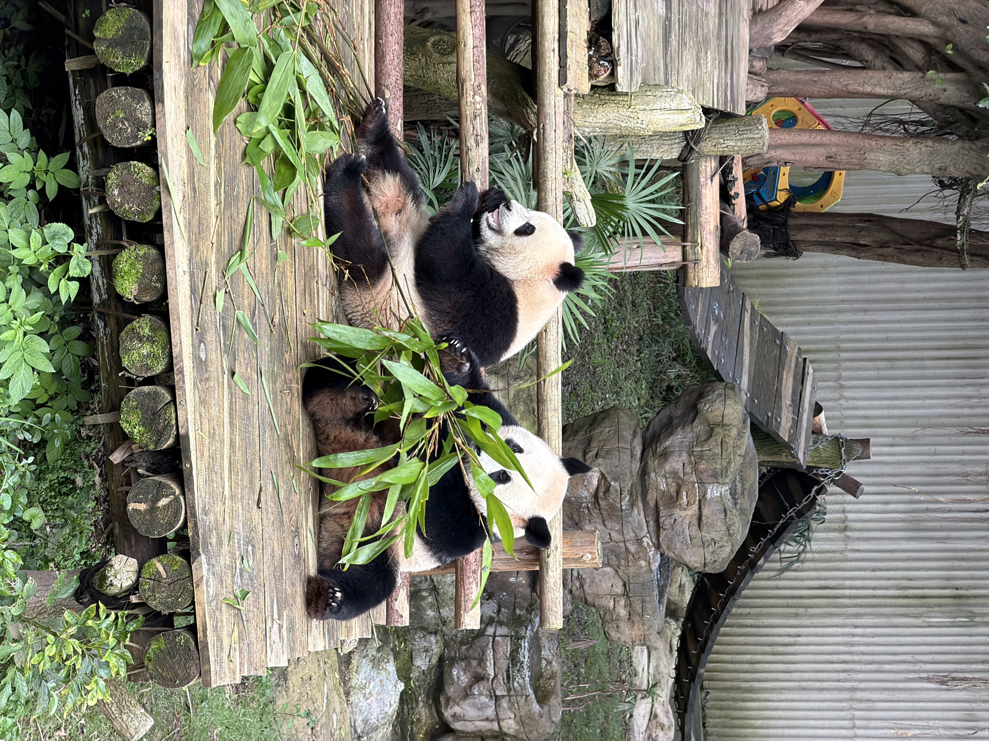 Two giant pandas are seated on a wooden platform in an outdoor enclosure. The panda on the left is facing left, eating bamboo. The panda on the right is facing forward, partially obscured by bamboo stalks. The enclosure features wooden structures, rocks, and greenery, suggesting a zoo or wildlife park environment. In the background, a corrugated metal wall and some trees are visible. This scene is located in Jiulongpo District, China.