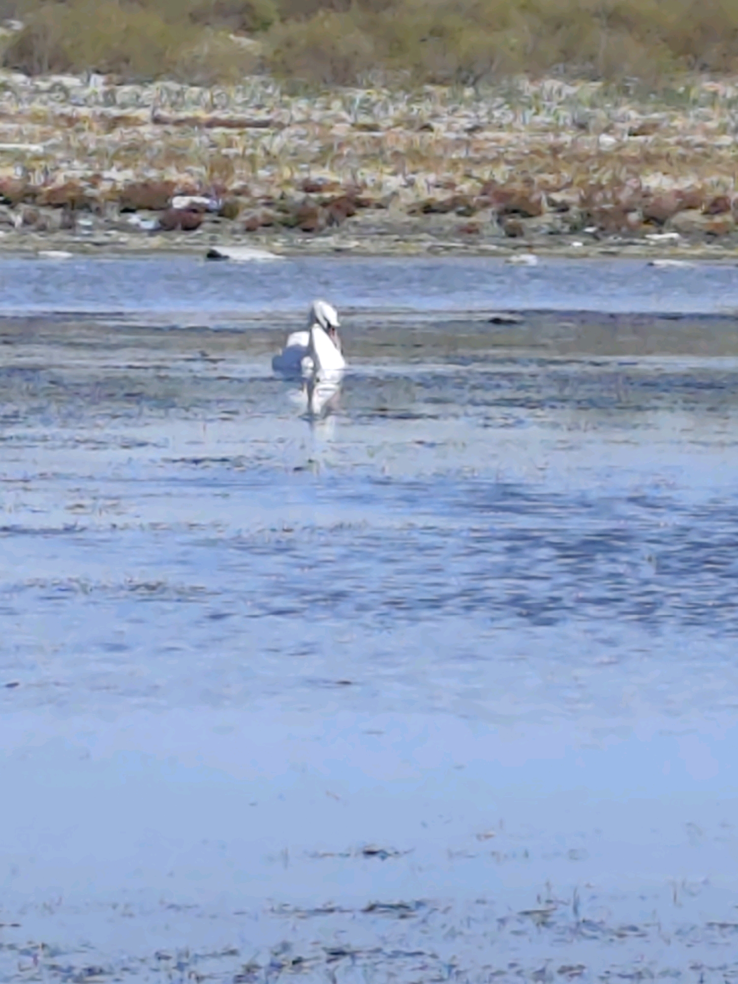 A lone white swan stands in shallow, rippling blue water. The swan is facing away from the viewer, with its head turned to the right. The background consists of a blurred, light brown and green landscape with some darker spots that could be rocks or vegetation. The water appears calm with subtle waves. The scene is outdoors, likely a natural body of water. The image is not specific to the city of Saiyn Şapağatov, Kazakhstan, and no people or man-made structures are visible.