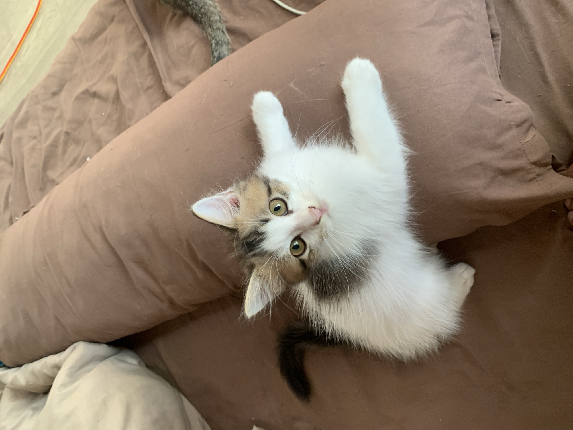 A calico kitten with white, brown, and gray fur is lying on a brown fabric surface, possibly a pillow or blanket. The kitten is facing the camera with its head slightly tilted and its eyes open. Its front paws are extended forward. The kitten's tail, which is mostly black with some brown, curls behind it. The background consists of more brown fabric and a lighter colored fabric on the left side of the image. The scene appears to be indoors. There is no indication of the location in Tanjungsepreh, Indonesia.