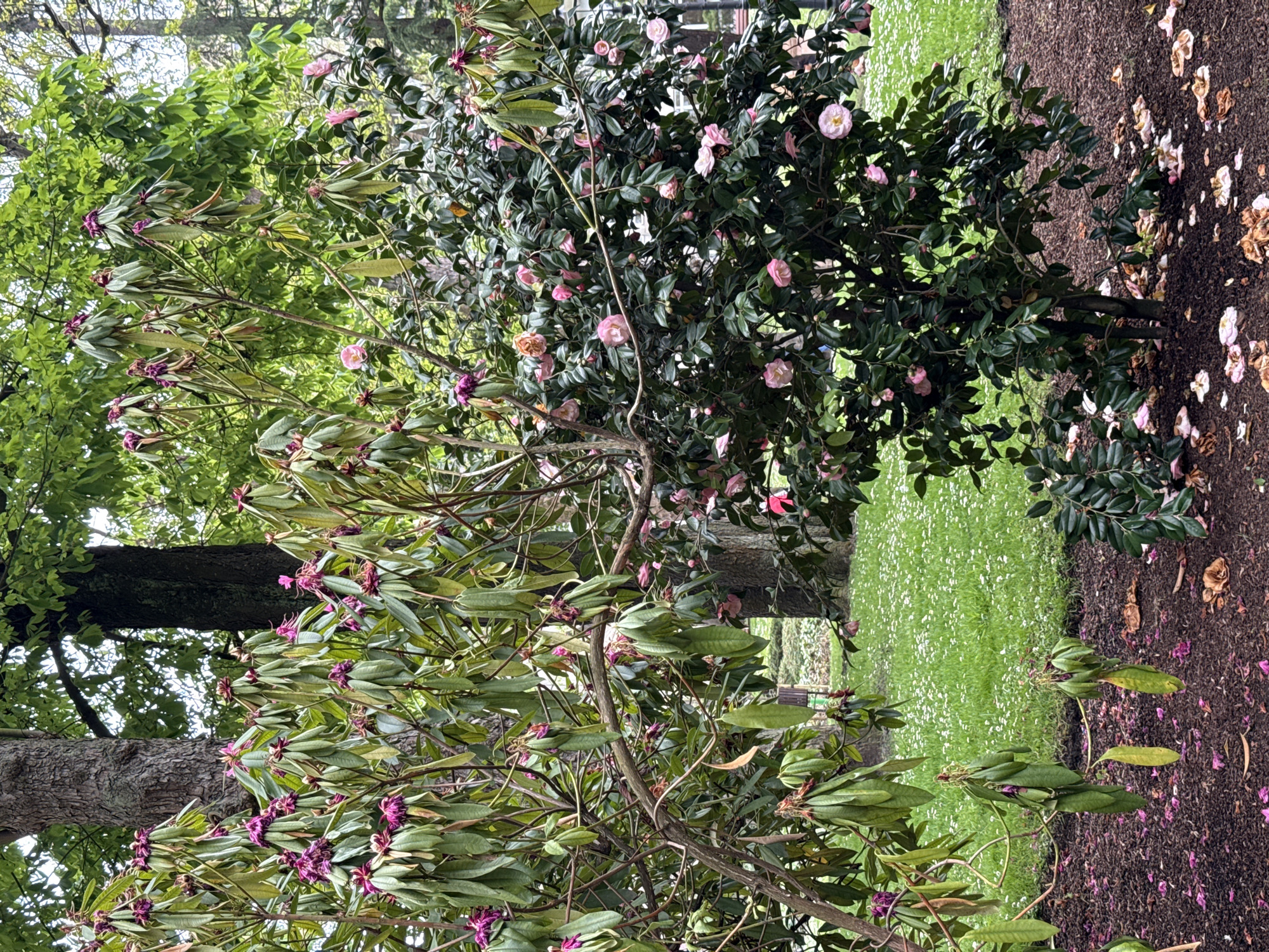 The image depicts a garden scene likely in a park setting. Two prominent flowering shrubs are in focus. The shrub on the left has elongated green leaves with purple budding flowers. The shrub on the right features rounded, dark green leaves and pink flowers in full bloom. Fallen petals, both dried and fresh, are scattered on the mulch-covered ground adjacent to the shrubs. A grassy area filled with small white flowers is visible behind the shrubs. Trees can be seen in the background, indicating a wooded or park-like environment. The location is likely in Oviedo/Uviéu, Spain. No people or animals are present in the image.
