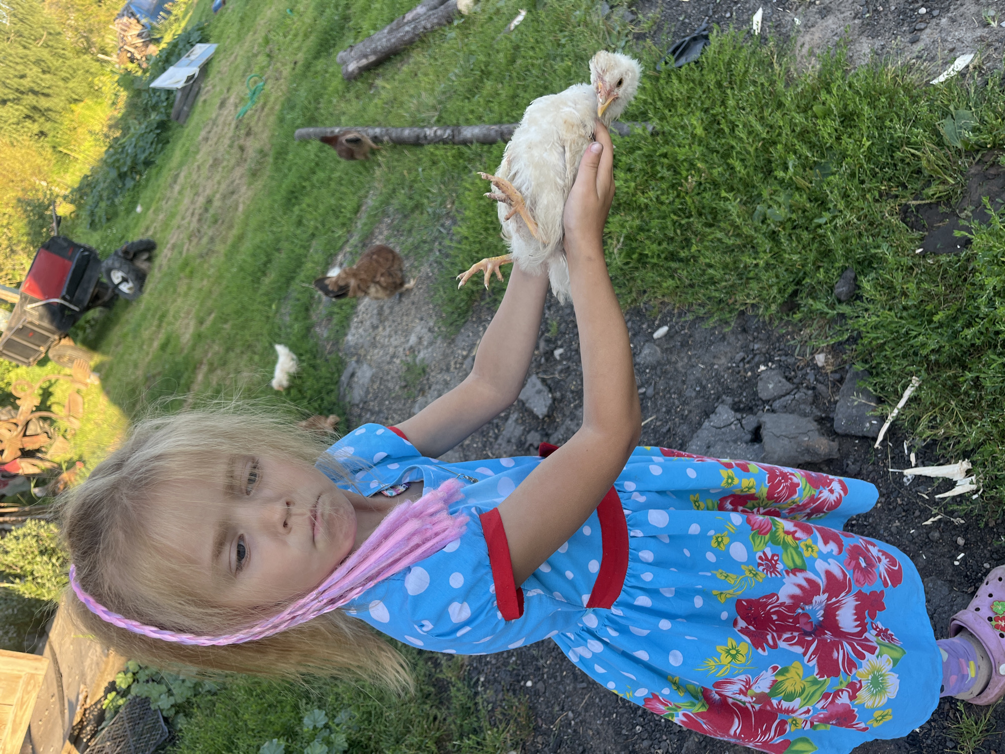 A young girl with blonde hair in a ponytail with pink braids is standing outdoors in what appears to be a rural setting. She is wearing a blue dress with white polka dots and red trim, and her feet are clad in pink Crocs with flower charms. In her hands, she holds a small, light-colored chicken upside down, its legs dangling. The background consists of a grassy slope with some trees and vegetation. A red and black trailer is visible on the slope, and other chickens are scattered in the background. The ground is a mix of gravel and grass. The scene appears to be a snapshot of everyday life in a rural area, possibly a farm or a village, given the presence of the chickens and agricultural equipment. The lighting suggests it is daytime, with sunlight illuminating the scene.