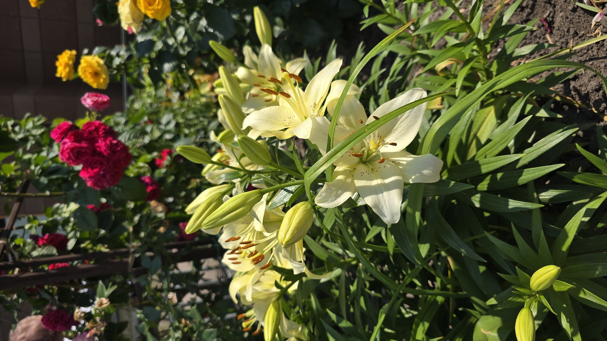 This is a close-up, eye-level, outdoor shot of a garden with a variety of blooming flowers, primarily lilies and roses. The lilies are a pale yellow and are in various stages of bloom, with some fully open and others in bud. Their petals are broad and recurved, revealing prominent orange stamens. The roses are a deep magenta and are clustered together, appearing as a dense mass of petals. In the background, there are blurred yellow roses and hints of green foliage and dark soil. The lighting suggests it is daytime, likely late afternoon or early morning due to the long shadows and warm tones. The overall impression is one of a vibrant, sun-drenched garden. The scene appears to be a private garden, possibly in Kyiv, Ukraine, given the location context. There is no visible text in the image.