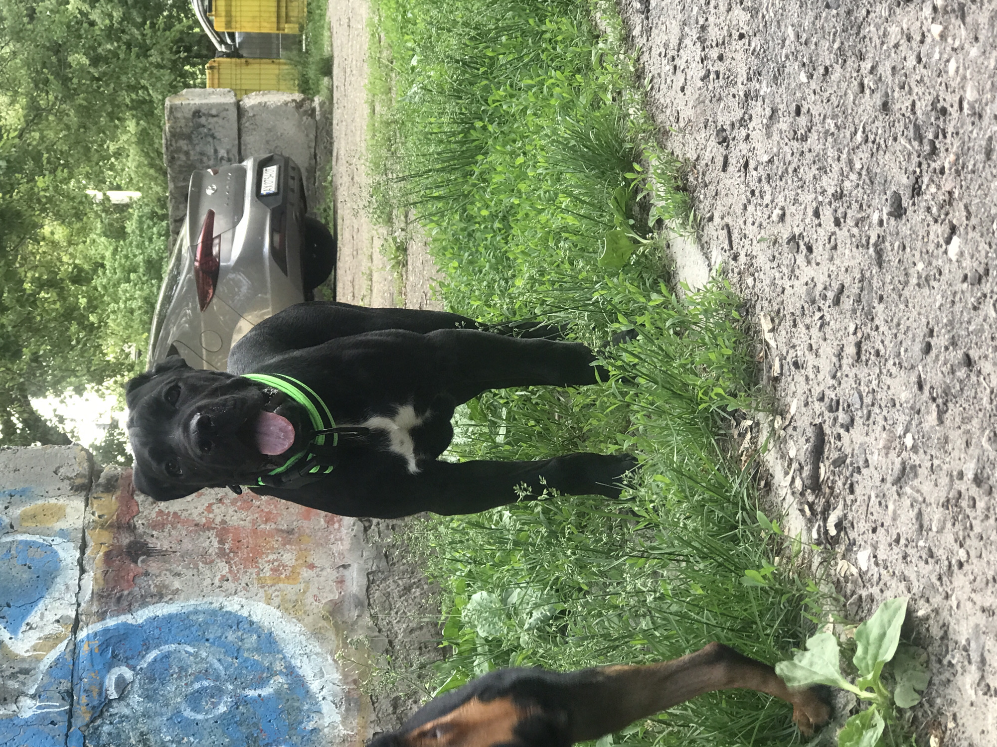The image shows two dogs near what appears to be an urban environment. The first dog, mainly black with a white spot on its chest, is wearing a green collar and has its tongue out. The second dog, visible in the lower portion of the frame, is brown and black. The dogs are near a patch of grass and a rough, possibly concrete, surface. In the background, there is a gray car, a concrete structure with graffiti, and trees. Based on prior information, the image is located in Kharkiv, Ukraine.