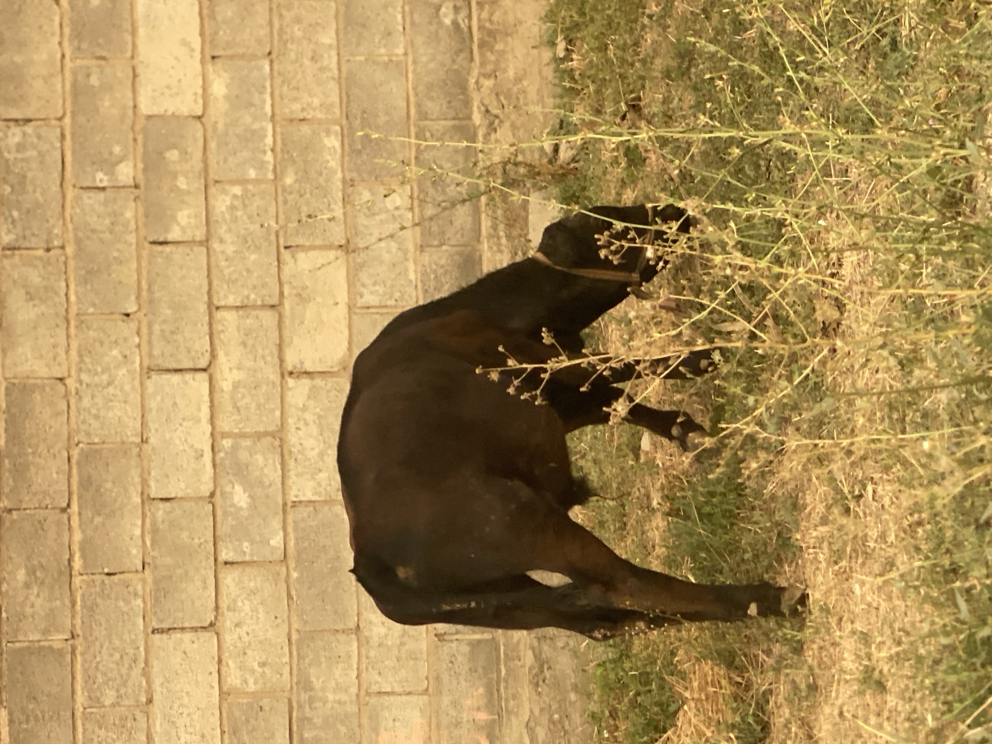 A young, dark-colored calf is grazing in a grassy area in front of a rough, light-colored brick wall. The calf is positioned towards the left of the frame, with its head lowered to the ground, indicating it is eating. A simple, light-colored collar is visible around its neck. The environment appears to be outdoors, with dry and green grasses, and some sparse, dry vegetation in the foreground. The brick wall, made of horizontally laid blocks, forms the backdrop. The lighting suggests it is daytime, with a warm, possibly late afternoon or early morning, light. There are no people or other animals visible in the image. The scene is set in a possibly rural or semi-urban area, given the basic construction of the wall and the presence of livestock. There is no information within the image to specifically identify its location within Bishkek City, Kyrgyzstan.