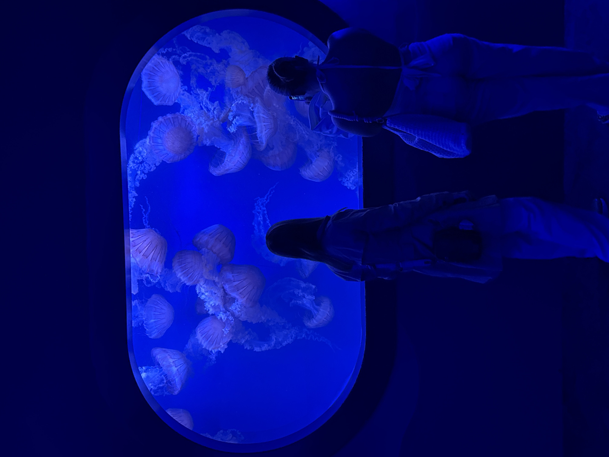 Two individuals are observing a large aquarium tank filled with numerous jellyfish. The tank is illuminated with a vibrant blue light, and the jellyfish, with their translucent bells and trailing tentacles, are dispersed throughout the water. One person is standing on the left, facing away from the camera and towards the tank. They are wearing a light-colored jacket and a dark bag is slung across their shoulder. The second person is on the right, also facing away from the camera, and appears to be holding a phone to take a picture of the jellyfish. They are wearing a light-colored top and pants and carrying a woven bag. The aquarium is likely located within the Oceanogràfic in Valencia, Spain, a prominent marine science and education center known for its extensive jellyfish exhibits.