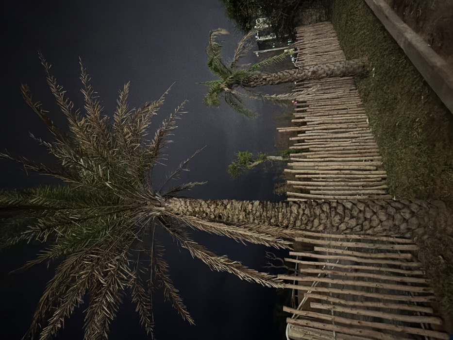 The image captures an outdoor night scene in Sơn Trà Ward, Vietnam. In the left-center foreground, a large palm tree with a textured, segmented trunk stands, its canopy displaying a mix of green and dry brown fronds. Extending from the mid-left to the mid-right is a rustic fence constructed from numerous vertically oriented, irregularly shaped wooden posts. The ground adjacent to the fence is covered with sparse green grass, and a concrete curb is visible along the lower right edge of the frame. A second, smaller palm tree with a slender trunk and similar fronds is positioned behind the fence on the right side. In the far background on the right, illuminated urban buildings or structures are faintly discernible against the dark night sky, which exhibits a soft, diffuse glow from unidentifiable artificial light sources. No individuals or animals are present.