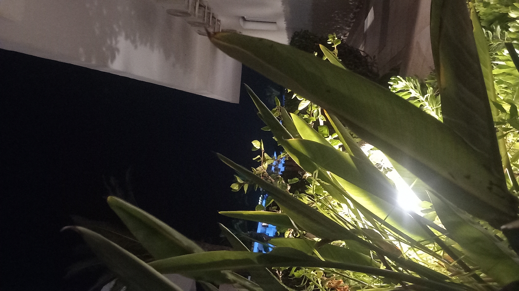 A low-angle, night-time photograph captures a cluster of large, green, tropical-looking leaves in the foreground, illuminated from below by a bright, focused light source. These leaves are the primary subject, with their sharp, pointed tips extending towards the top and right of the frame. Behind them, a dark, clear night sky dominates the upper left quadrant. To the right, a portion of a white, modern building is visible, with architectural features such as an air conditioning unit and a window. The building's surface reflects the ambient light, appearing somewhat textured and shadowed. In the background, beyond the plants and a lower layer of smaller greenery, there are hints of blue lights, suggesting a swimming pool or illuminated structures, possibly indicating a resort or hotel setting in Kos, Greece. The overall impression is one of tropical foliage set against a backdrop of modern architecture under a night sky, with artificial lighting creating dramatic highlights and shadows.