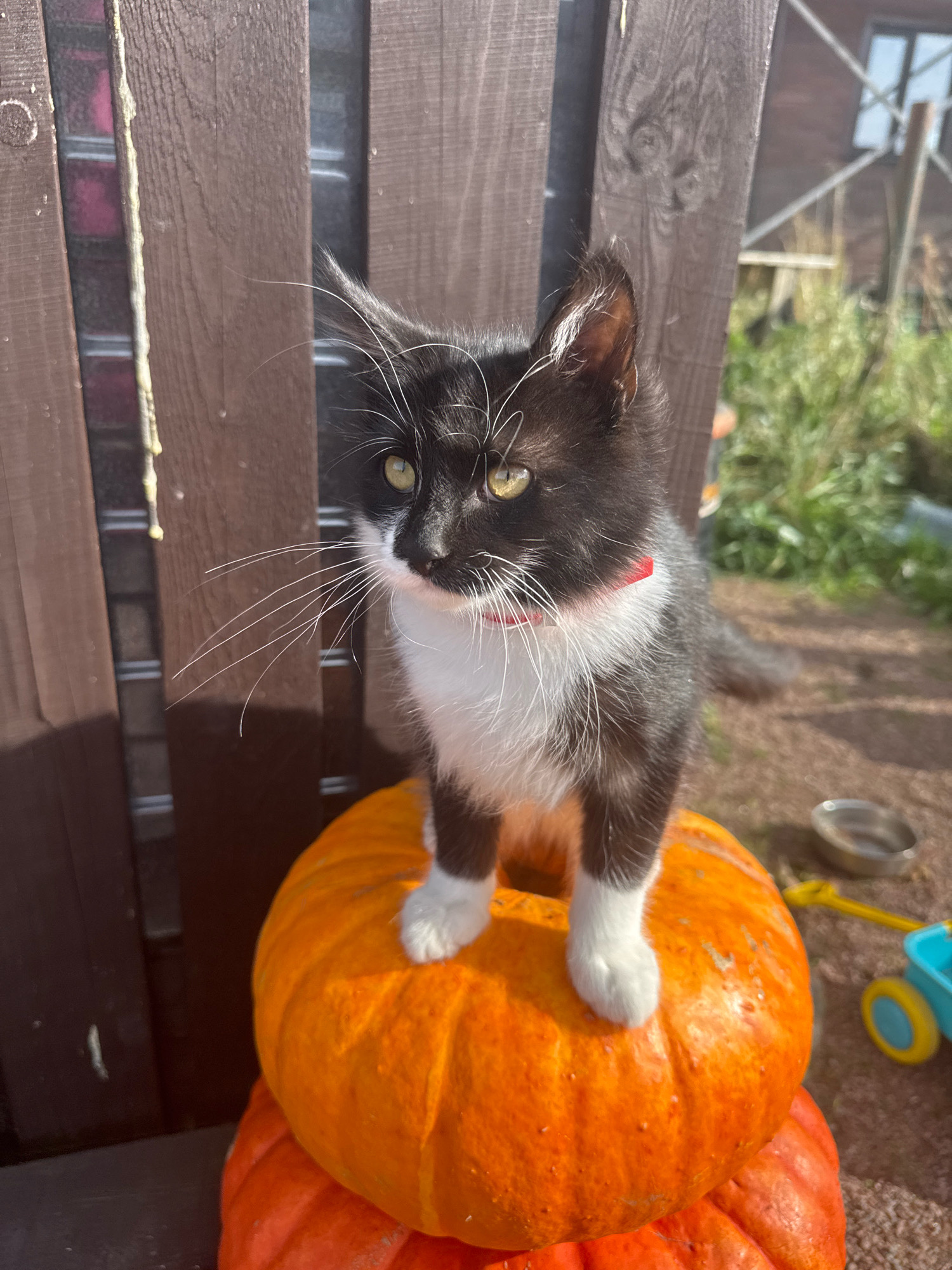 A black and white kitten stands on top of a pumpkin, which is stacked on another pumpkin. The kitten has yellow eyes and white paws, and is wearing a red collar. It is looking off to the side. The pumpkins are orange and appear to be real pumpkins. In the background, there is a wooden fence, some greenery, and a building that looks like a house. There is also a small toy cart with blue and yellow wheels and a metal bowl on the ground to the right of the pumpkins. The scene appears to be outdoors, possibly in a yard or garden, and the lighting suggests it is daytime. The location is identified as Kempelevo, Russia.