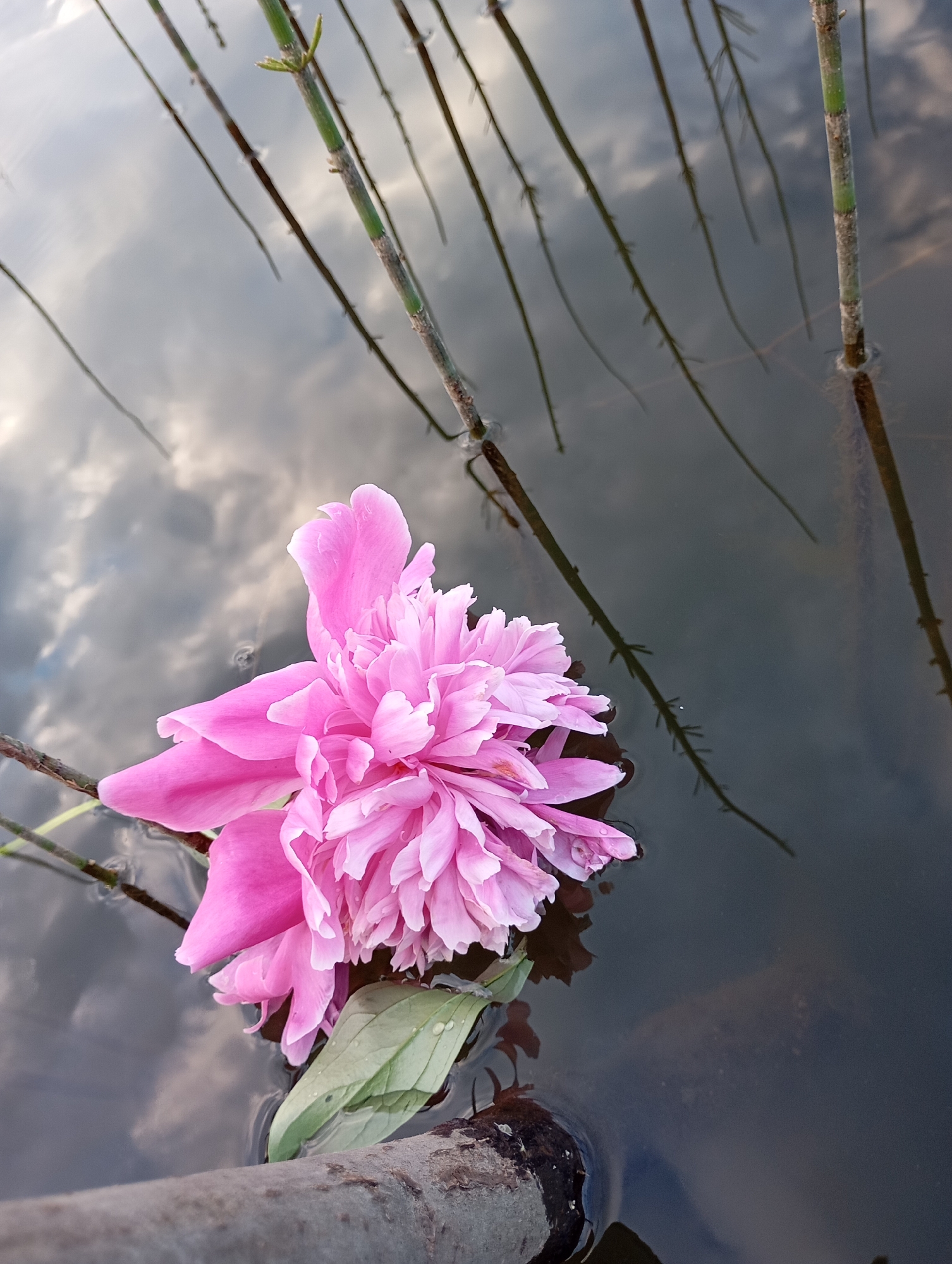 This media file shows a close-up, high-angle shot of a pink peony flower floating on dark water. The flower is the primary subject, with its many delicate petals filling the left side of the frame. A single green leaf is visible beneath the flower, also partially submerged.
The setting appears to be a natural body of water, possibly a pond or lake, as indicated by the presence of submerged reeds or grass stalks that extend from the top of the frame down into the water. The water's surface reflects the sky, showing a mixture of clouds and light, suggesting it is daytime, perhaps late afternoon or early morning given the subdued lighting and soft reflections.
A rough, textured piece of wood or bark lies across the bottom of the frame, partially submerged in the water and appearing to support the flower's stem. The overall mood is serene and tranquil, highlighting the delicate beauty of the flower in its natural environment. There is no visible text in the image. The location context is Рябки, Russia.