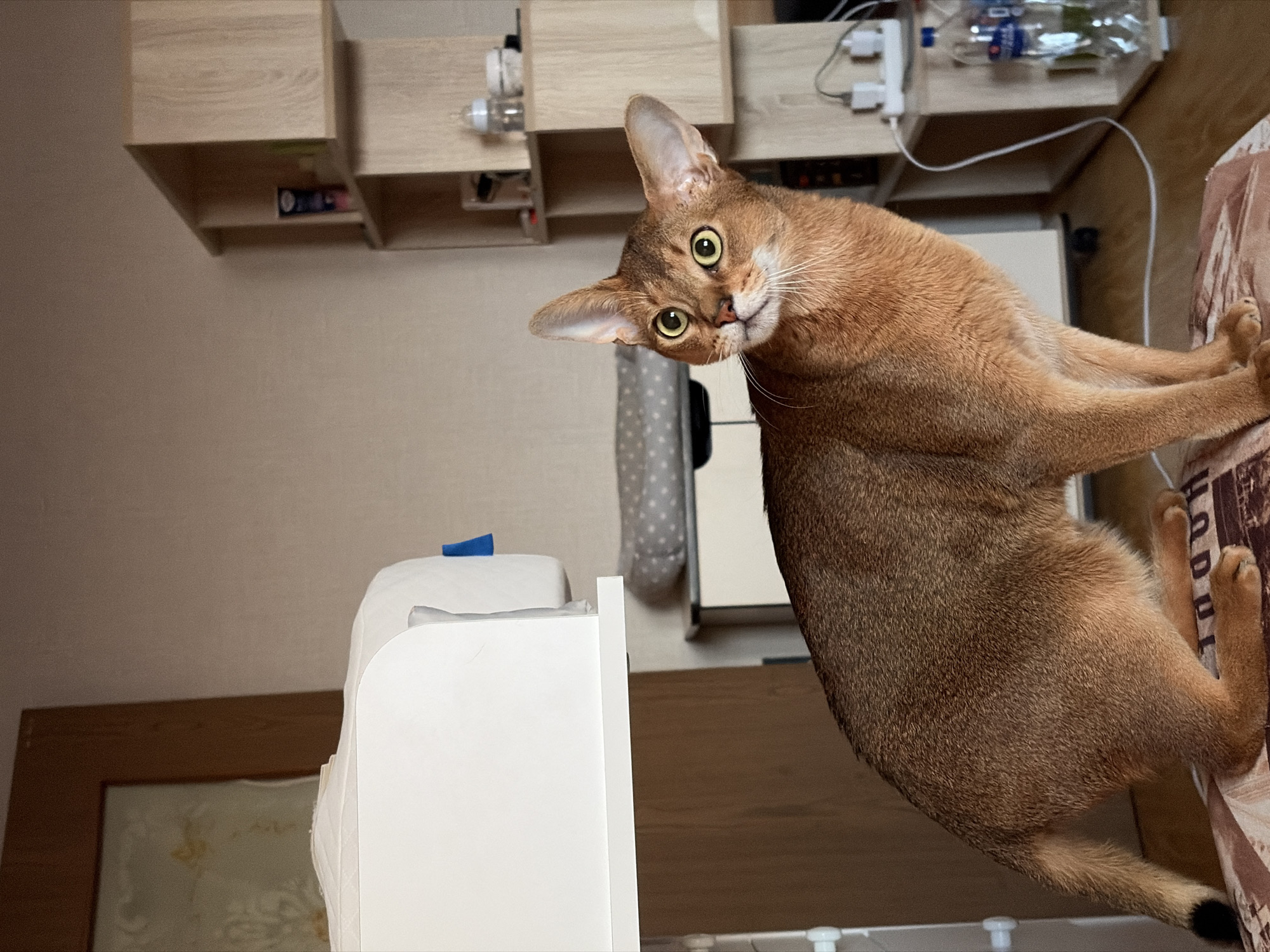 A medium shot depicts an Abyssinian cat, its body rotated towards the camera. The cat gazes directly at the viewer with bright green eyes, its head tilted inquisitively. Its reddish-brown fur is sleek and well-groomed. The cat is standing on a patterned surface, possibly a bed.
In the background, a white cabinet with a blue object on top stands next to a gray patterned curtain. Above, wooden shelves are affixed to the wall, containing various objects including bottles and electrical cords. A portion of a wooden door is visible on the lower left. The location is presumed to be Chaikovsky, Russia based on the prompt.