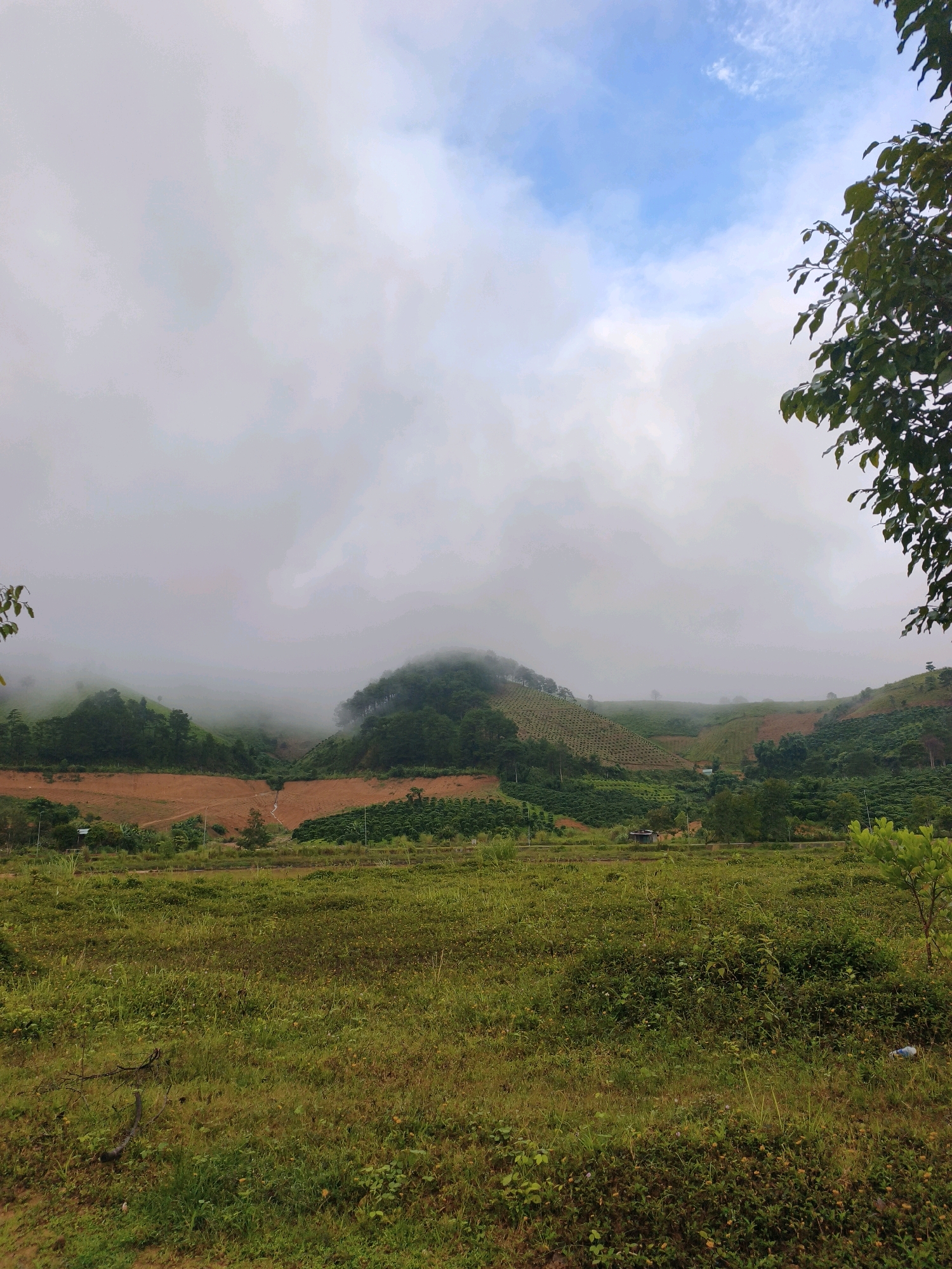 The image depicts a misty, mountainous landscape in Bờ Y, Vietnam. In the foreground, a field of tall, green grass stretches across the lower portion of the frame, with some scattered yellow flowers and dry twigs. Behind the field, terraced hillsides are visible, covered in a mix of green vegetation, possibly crops or trees. The middle ground is dominated by a valley where fog or low clouds obscure the distant hills, creating a hazy, ethereal atmosphere. The slopes are partly cleared, revealing patches of reddish-brown soil. In the far distance, the outline of more hills can be seen through the mist. The sky above is a mix of bright blue patches and diffused grey clouds. A few trees, with dark green leaves, are visible in the upper right and far left edges of the image, framing the scene. The overall impression is one of a rural, natural environment with signs of agricultural activity.