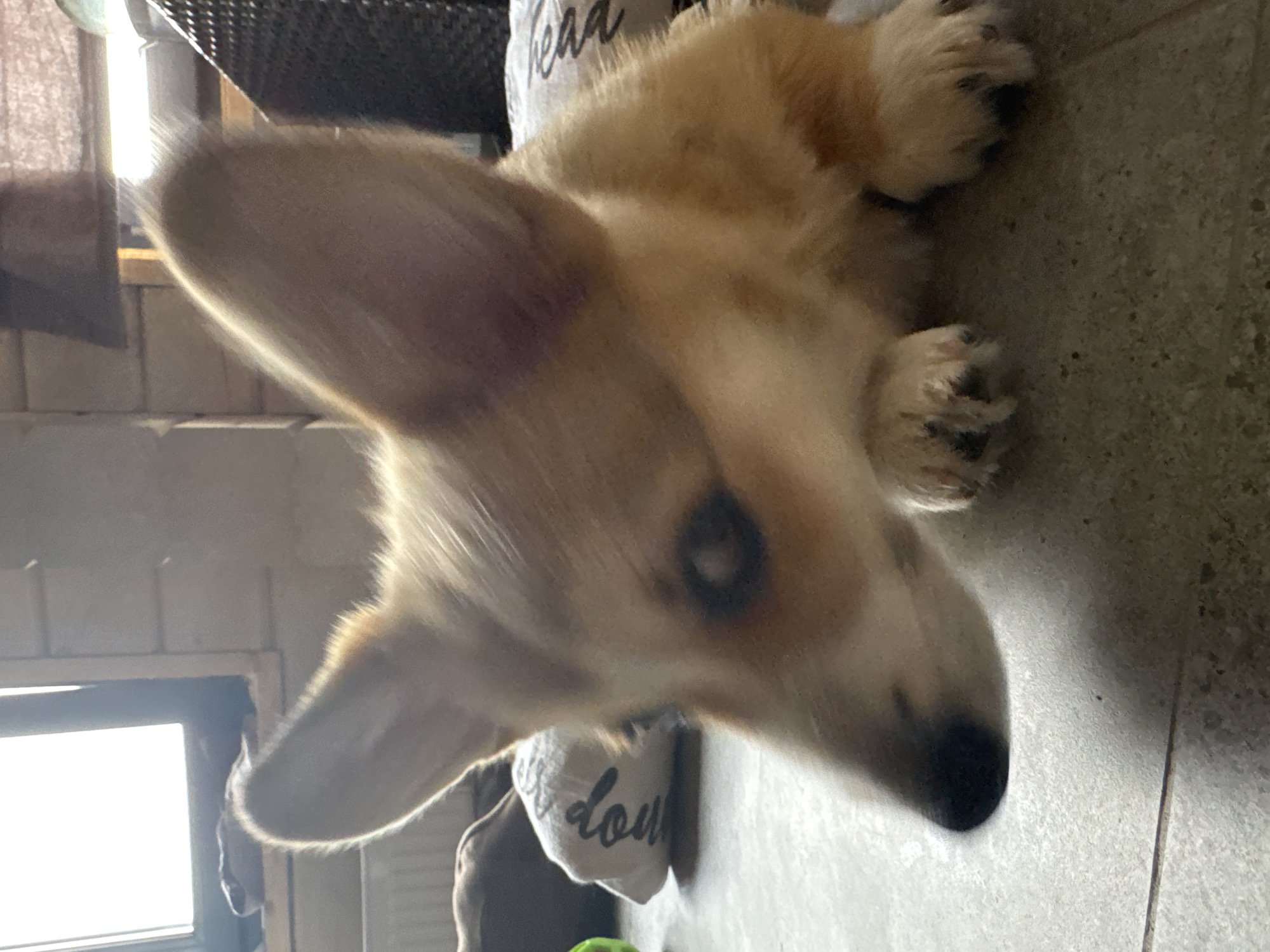 The image shows a close-up of a light-colored dog, possibly a Corgi, lying down on a tiled floor. The dog's face is mostly in focus, with its large ears perked up. The background is slightly blurred, revealing what appears to be a window with bright light coming through, a radiator, and some pillows. One pillow has text on it that is partially visible. The setting is indoors, in what looks like a residential area. The image does not contain any information that can be used to determine its location within the city of Ignatovo, Russia.
