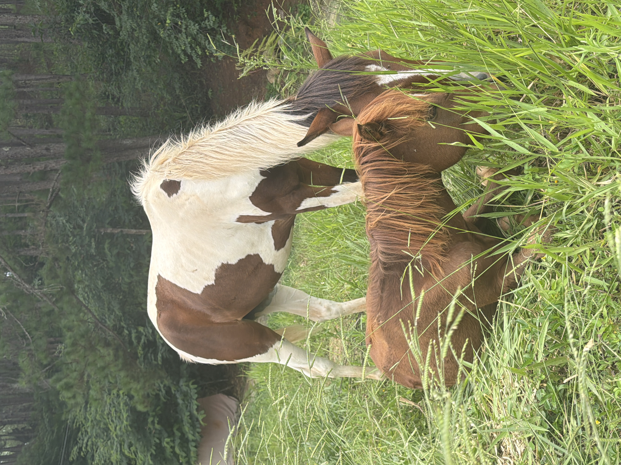 Two horses are in a grassy field with trees in the background. One horse, with brown and white coloring, stands with its head down grazing. The other horse, entirely brown, is lying down in the grass, also grazing. The environment appears to be rural, with dense foliage and tall trees characteristic of areas like Da Lat, Vietnam, known for its pine forests and cooler climate. There are no people visible in the image.
