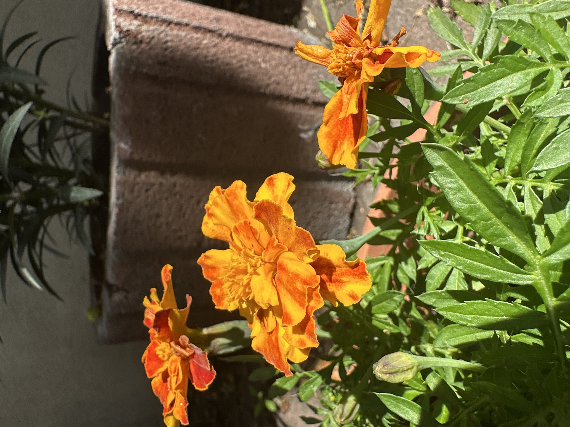 The image displays a close-up view of several orange and yellow marigold flowers with green foliage. The flowers are in various stages of bloom, with some fully open and others still budding. The petals are ruffled and textured, showcasing vibrant hues of orange and yellow, some with darker red or brown accents. The leaves are a deep green, serrated, and clustered around the flowers.
In the background, a textured, reddish-brown brick structure is visible, suggesting an outdoor setting. The lighting indicates it is daytime, with strong sunlight casting shadows and highlighting the details of the flowers and leaves. The overall scene evokes a sense of nature and growth, possibly in a garden or potted plant arrangement. The image is a still shot, with no activity or event depicted, focusing solely on the floral subjects. No text is visible in the image. The location context provided is Łódź, Poland, but there are no specific visual cues in the image to confirm this.