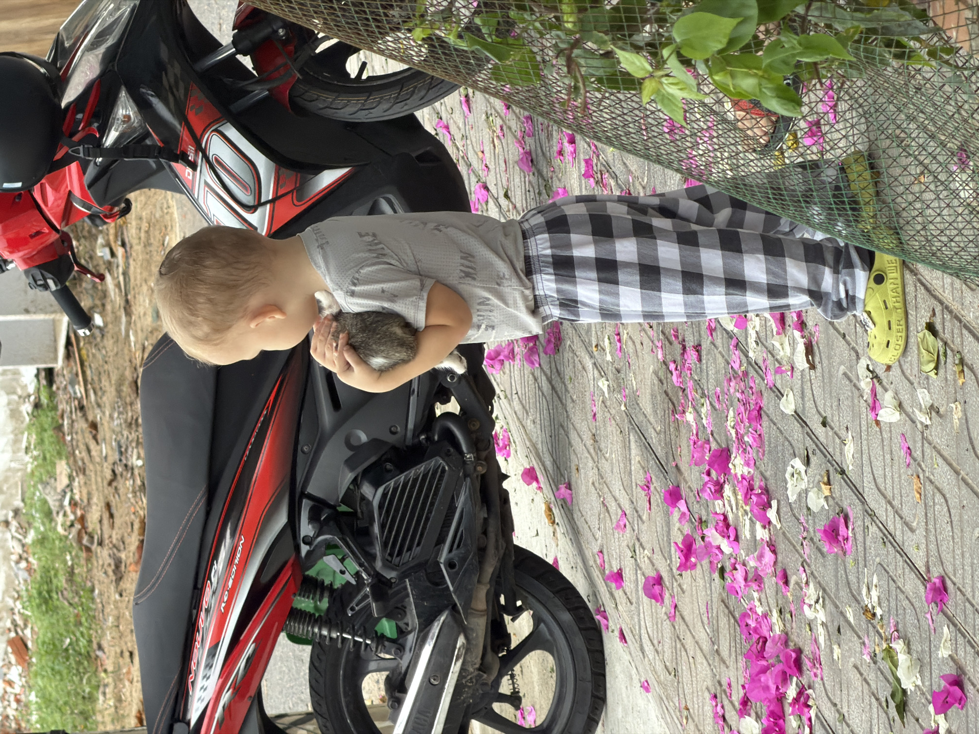 A young child in a gray T-shirt and checkered pants stands next to a parked red and black motorcycle, holding a gray and white kitten. He is wearing bright yellow shoes. Pink flower petals are scattered on the gray, patterned pavement. A green wire fence with foliage behind it is visible in the background. The location is Nha Trang Ward, Vietnam.