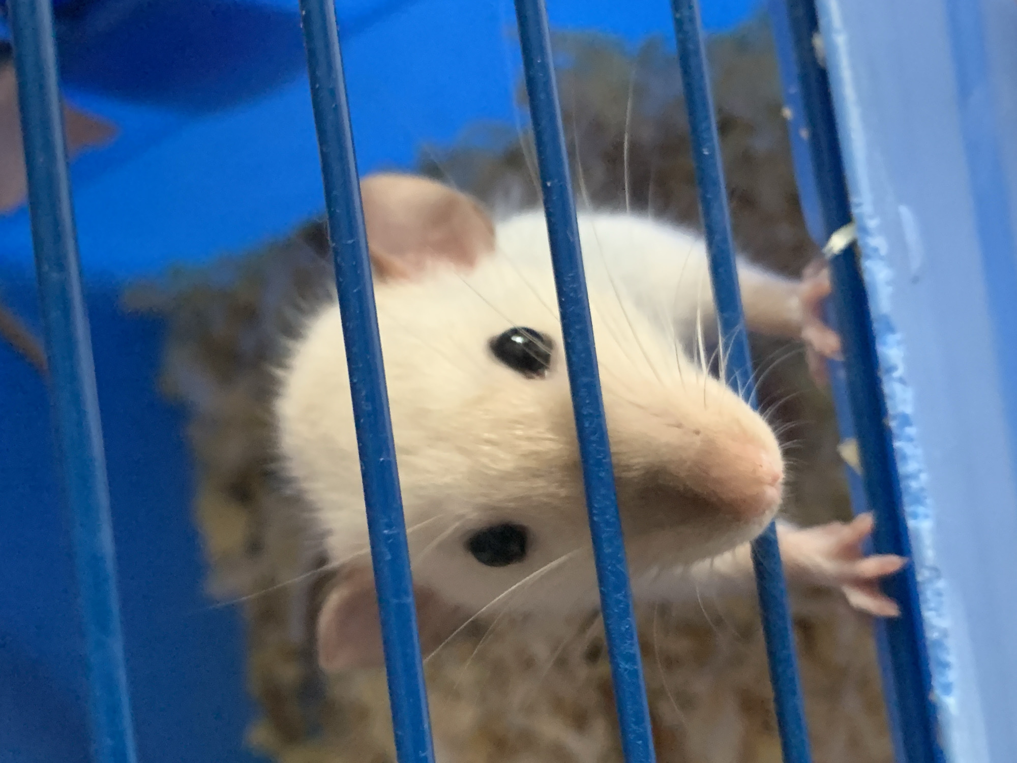 A white rat with pink ears and a pink nose is inside a blue wire cage. The rat is positioned in the center of the frame, facing towards the right. The rat's fur appears light beige near the body, with white fur covering its head. Two black eyes are visible. The rat is sticking its paws through the bars of the cage. The rat appears to be in a cage and is partially obscured by the bars. The background consists of blue surfaces and bedding material inside the cage. The rat's location is inside a cage. The city of Stavropol, Russia, is not discernible from this image.
